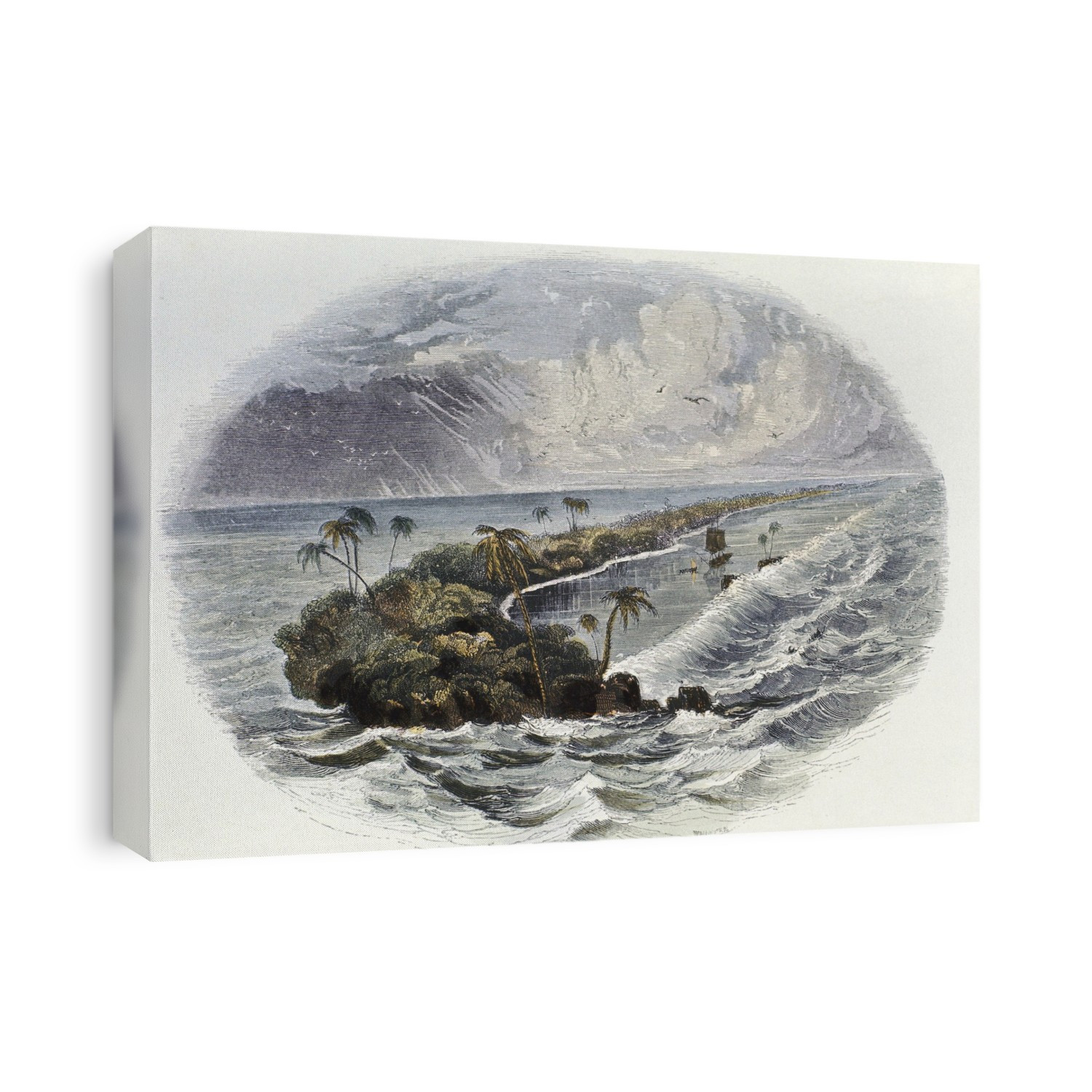 Coral Reef: hand coloured engraving published 1849. Time taken for building of coral reefs and islands was a proof used by Charles Darwin to support the theory of a long geological timescale.