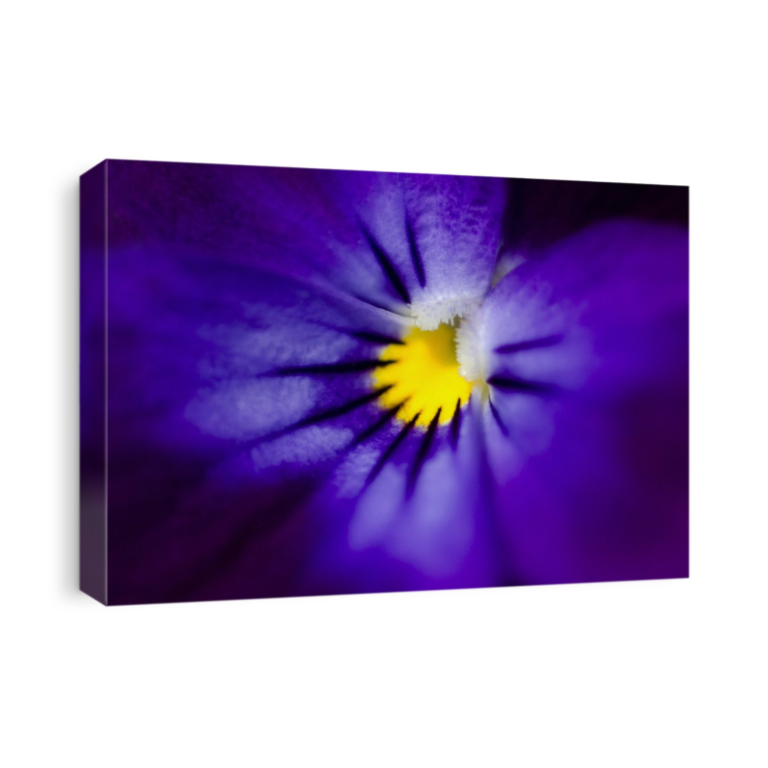 Close-up abstract of the centre of a blue pansy growing in a Surrey garden in summer.