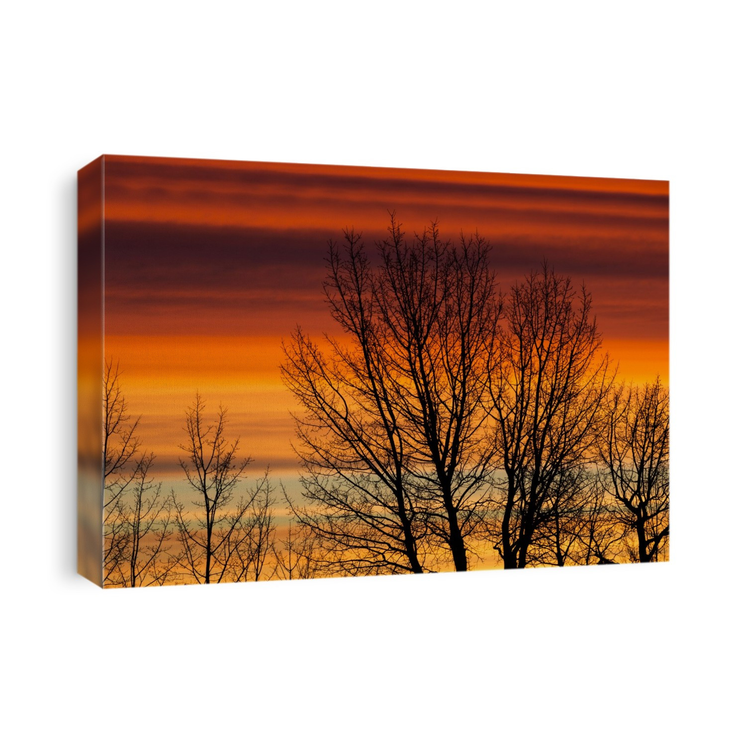 Silhouetted Tree Branches With Dramatically Colourful Clouds At Sunrise; Calgary, Alberta, Canada