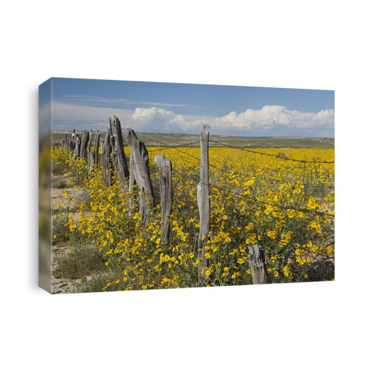 Wildflowers Surround Rustic Barb Wire Fence In The Plains Of Northwestern New Mexico; New Mexico, United States Of America