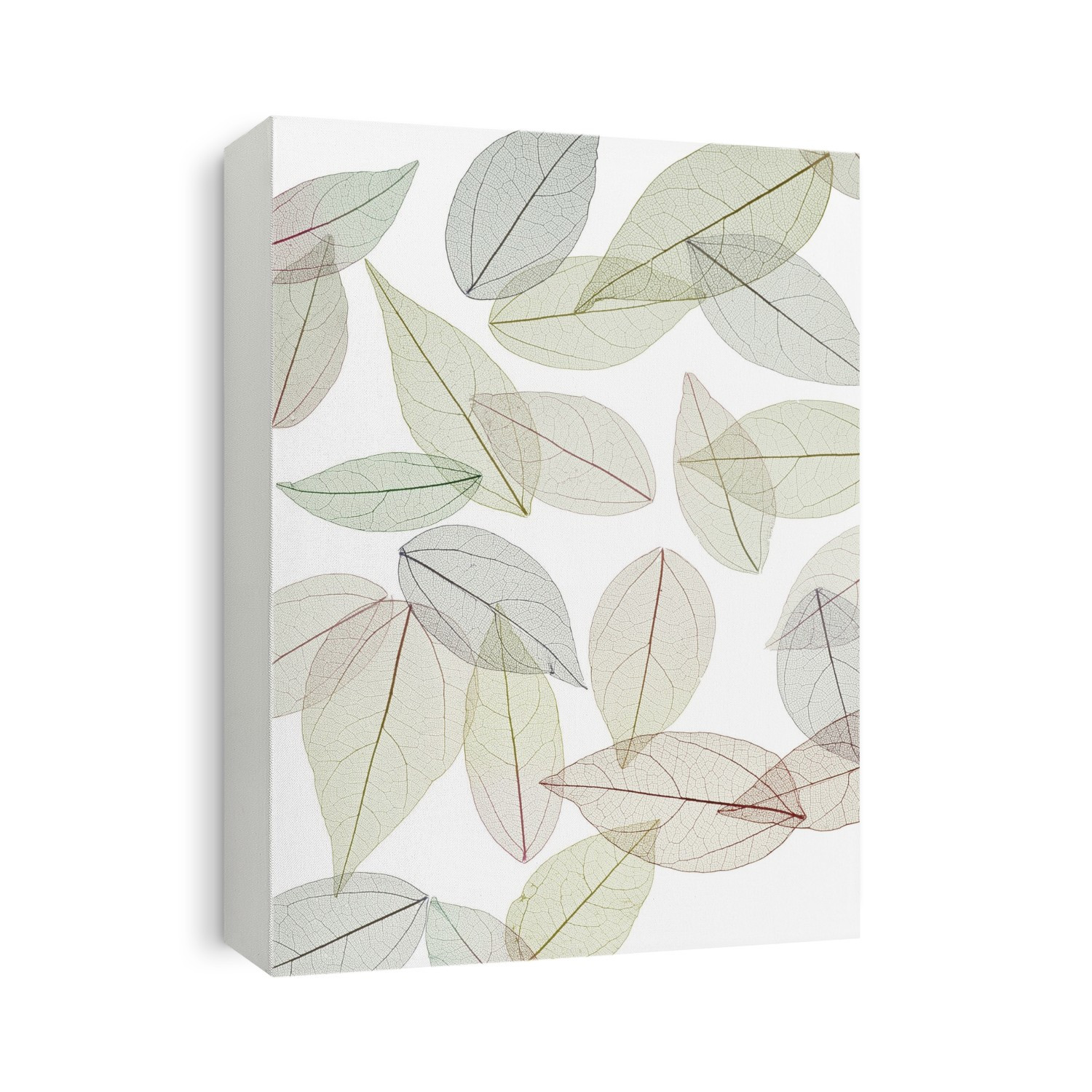Leaf skeletons of rubber tree (Hevea brasiliensis) leaves, studio shot.
