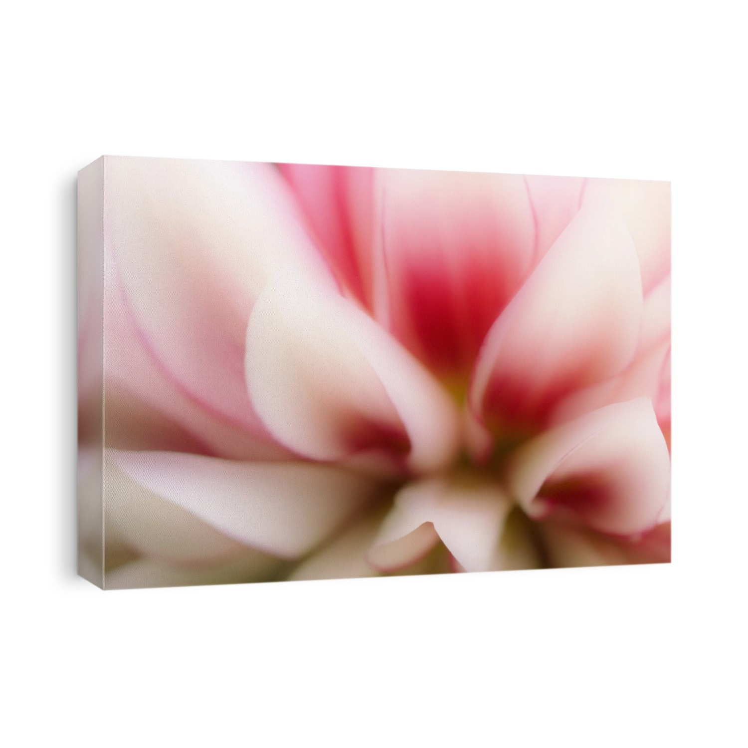 Dahlia petals. Petal structure and formation of a dahlia (Dahlia sp.) flower.