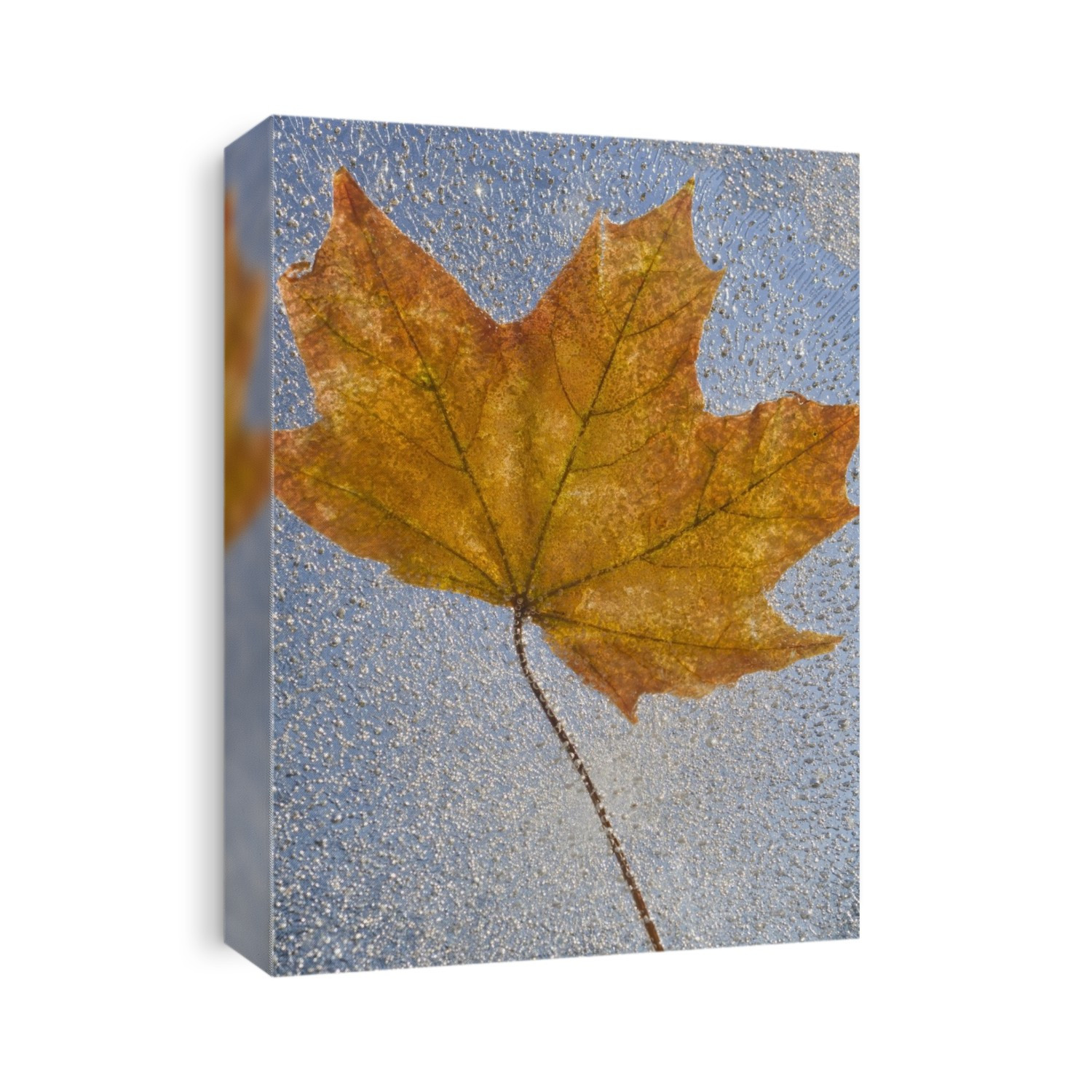 Portland, Oregon, United States Of America; Autumn Leaf Encased In Ice