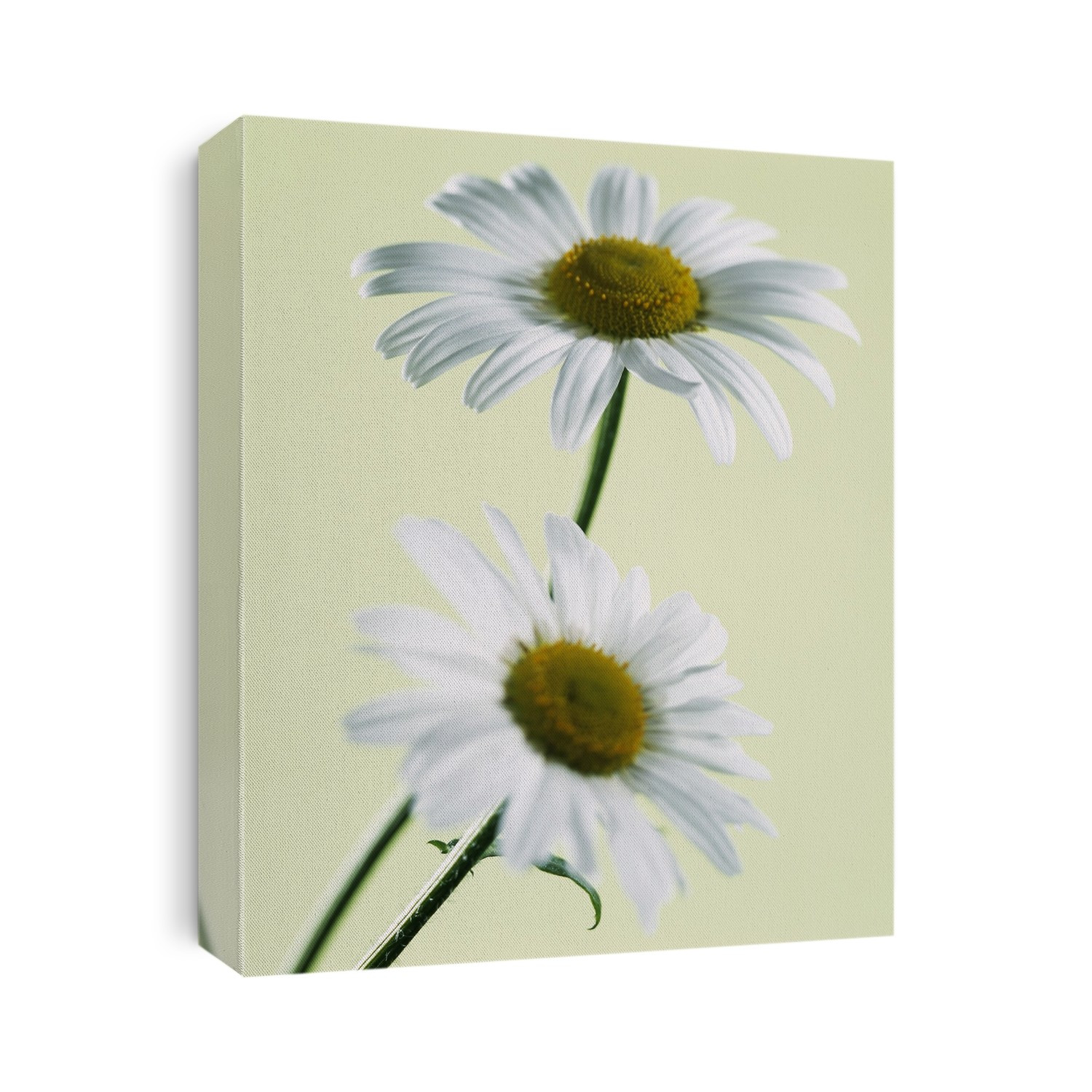 Ox-eye daisy flowers (Chrysanthemum leucanthemum, or Leucanthemum vulgare). The ox-eye daisy is a medium sized perennial plant which grows in grassy places, and flowers between May and September. It is a member of the family Compositae, the largest family of flowering plants.