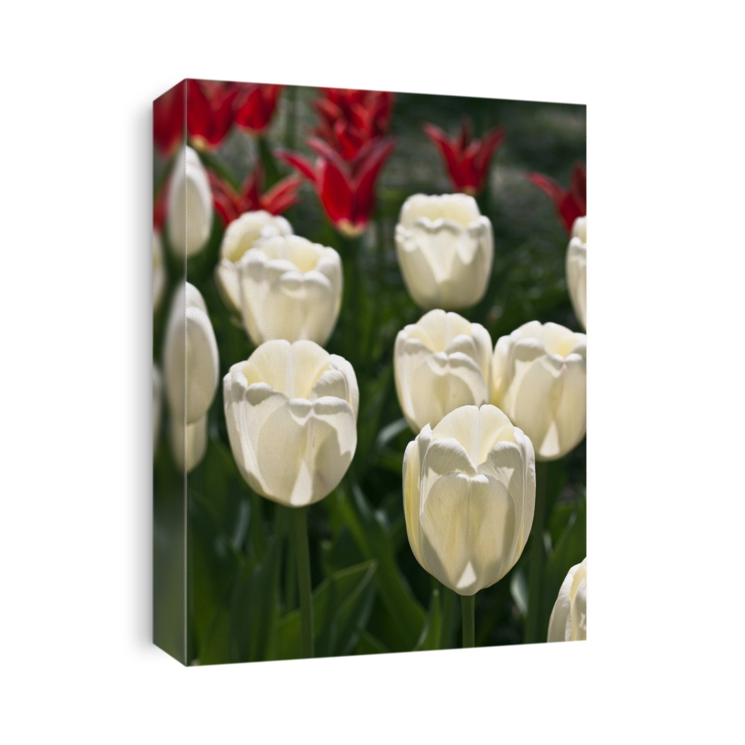 Flower of Tulips (Tulipa 'Ivory Floradale') in the Spring.