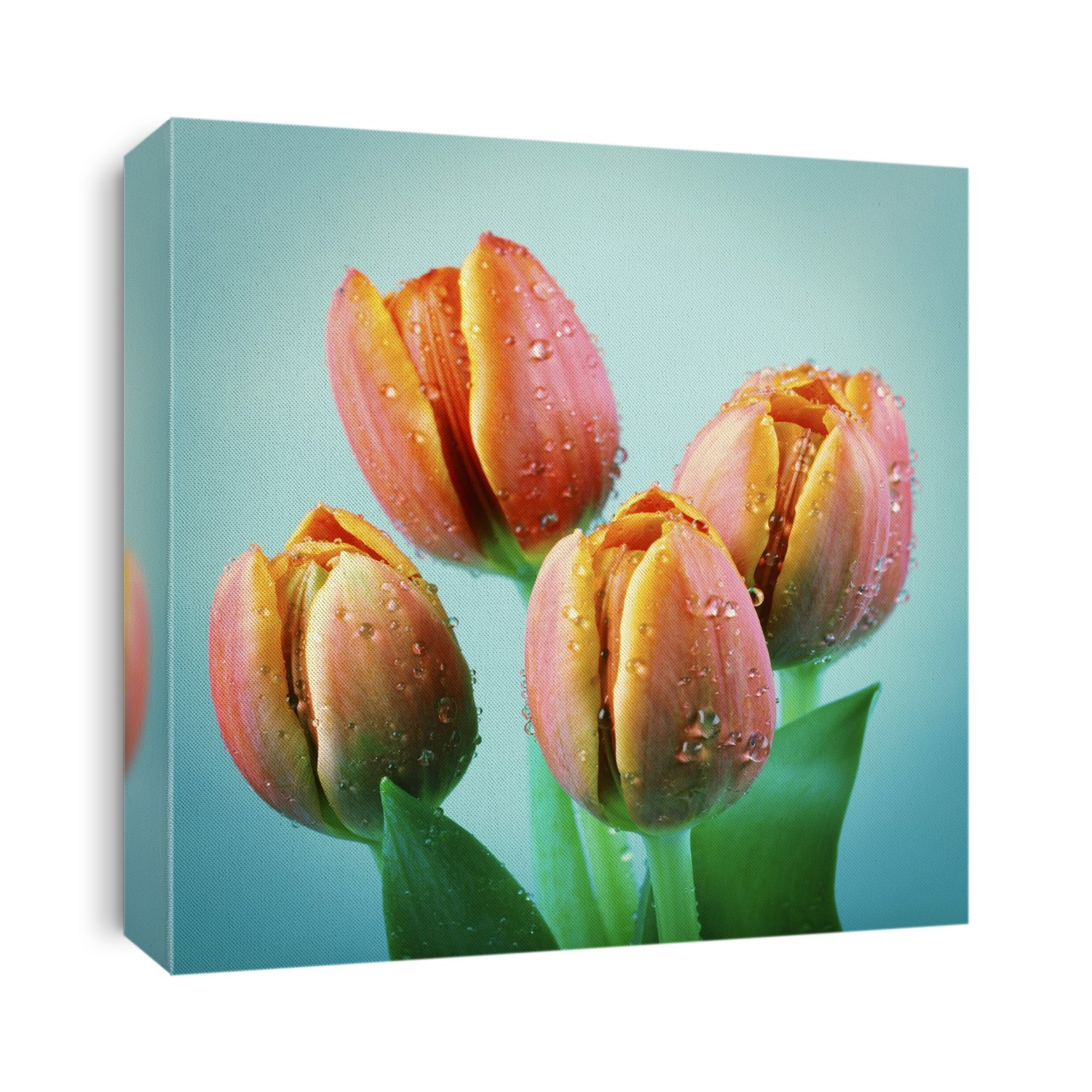 Tulips with water droplets, close up.