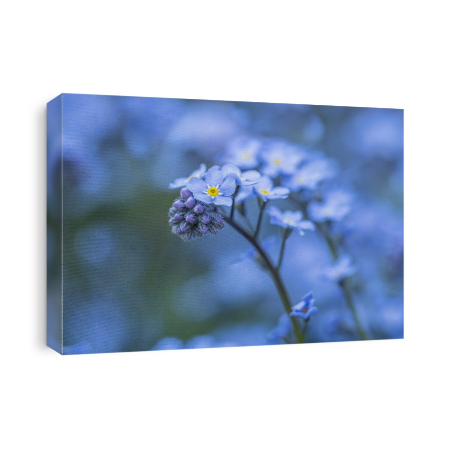 Forget-me-not flowers grow in clumps.