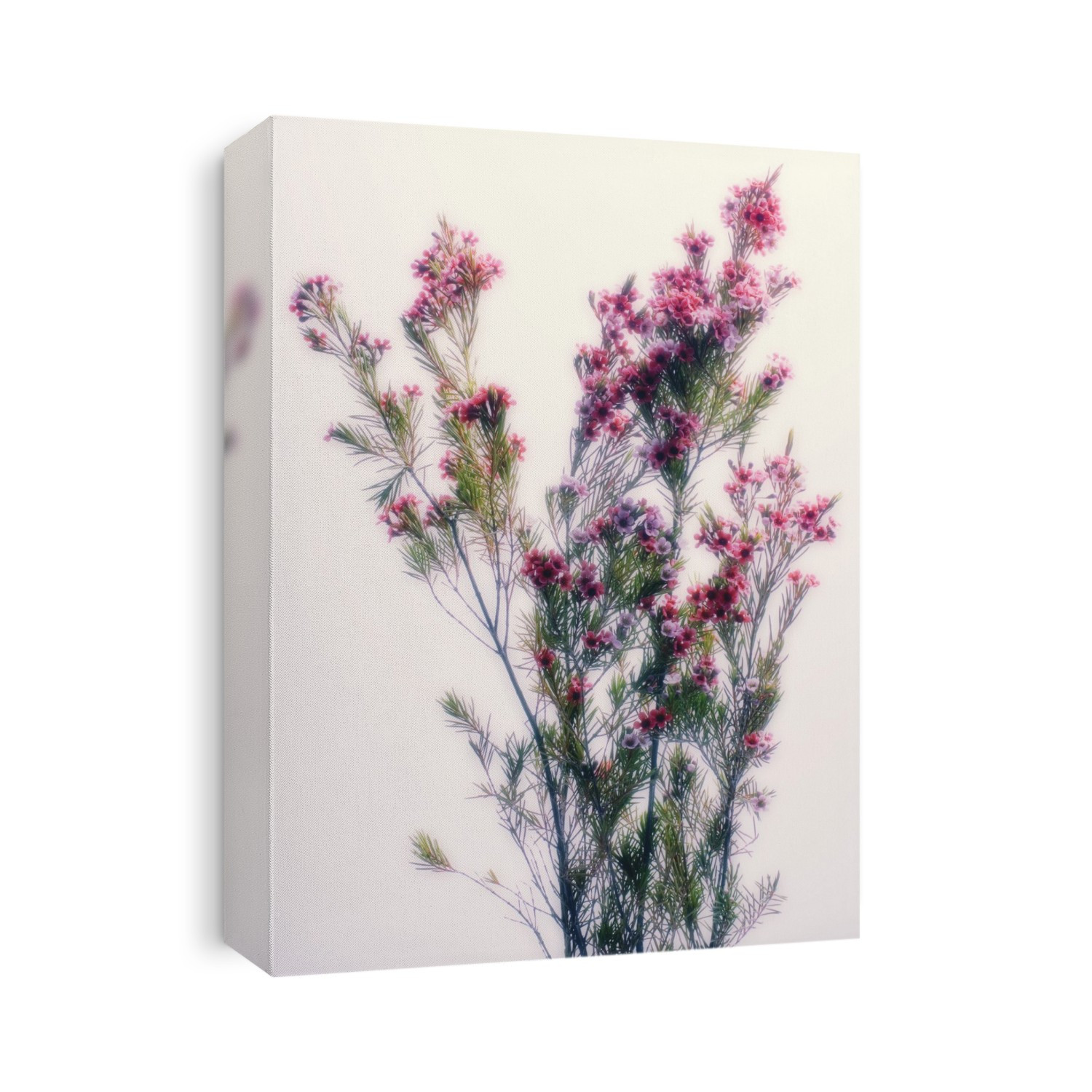 Tea tree flower bouquet (Leptospermum sp.).