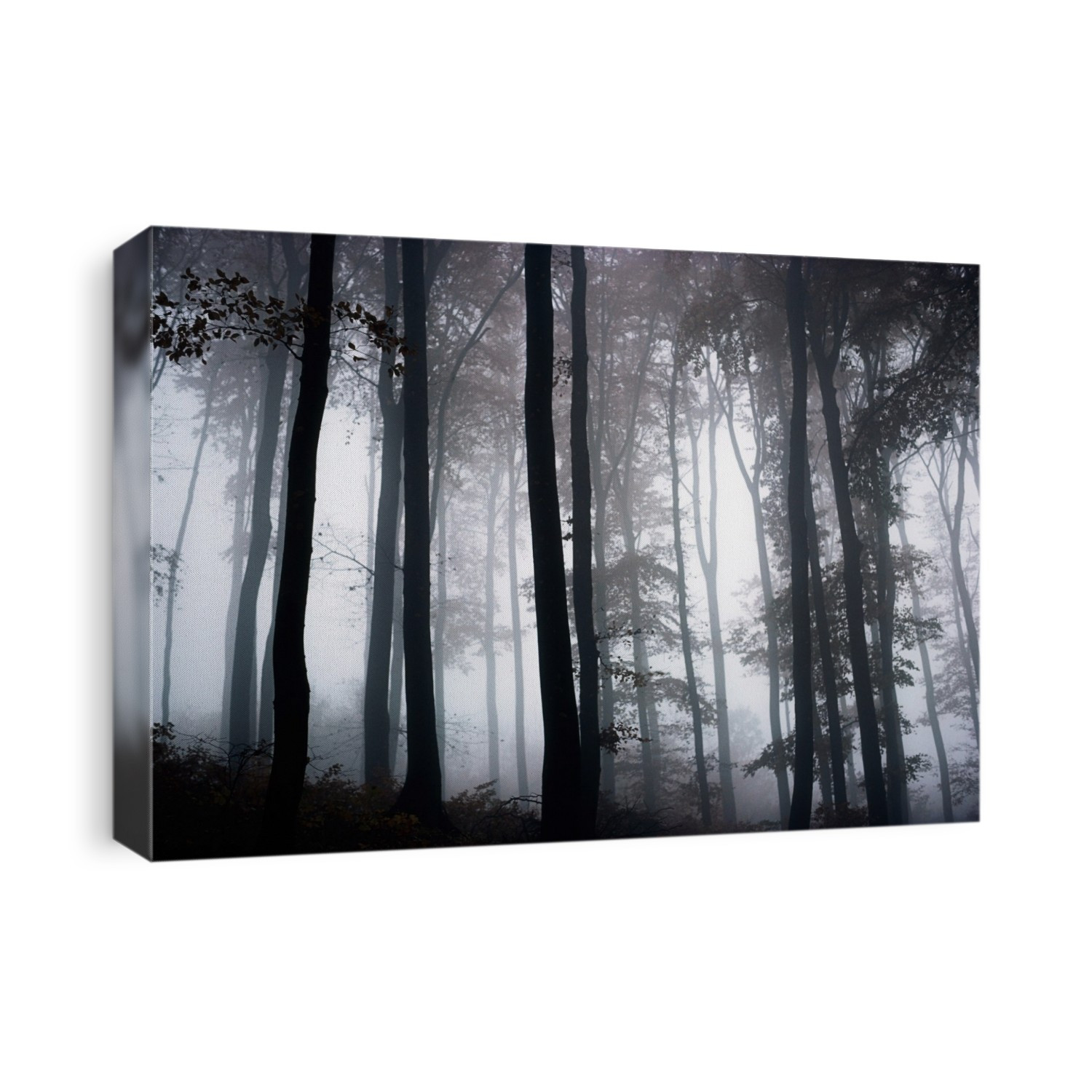Foggy Woods; Ireland
