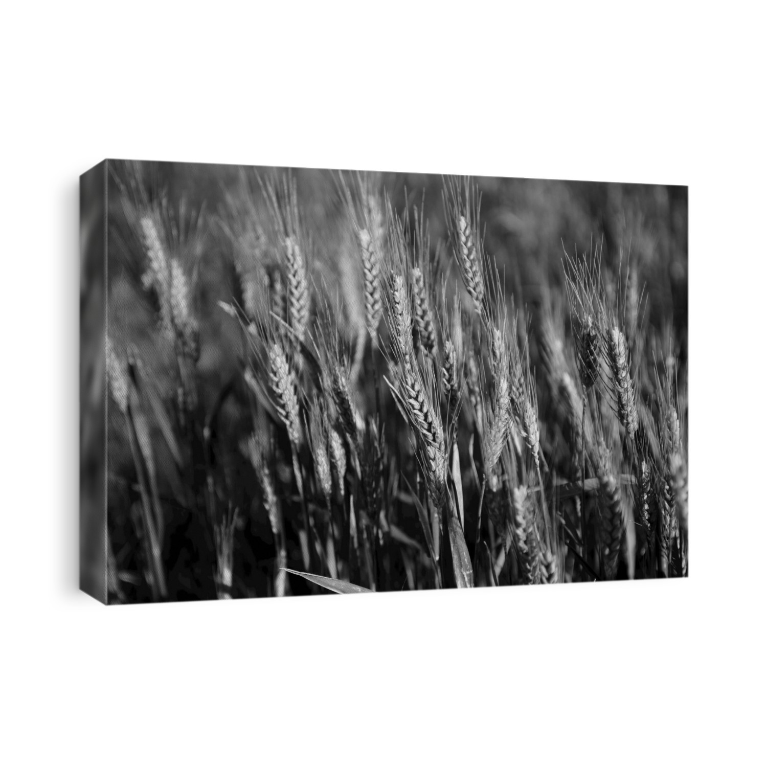 Black And White Image Of Barley Grain In The Rolling Fields In Palouse County Of Eastern Washington; Washington, United States Of America
