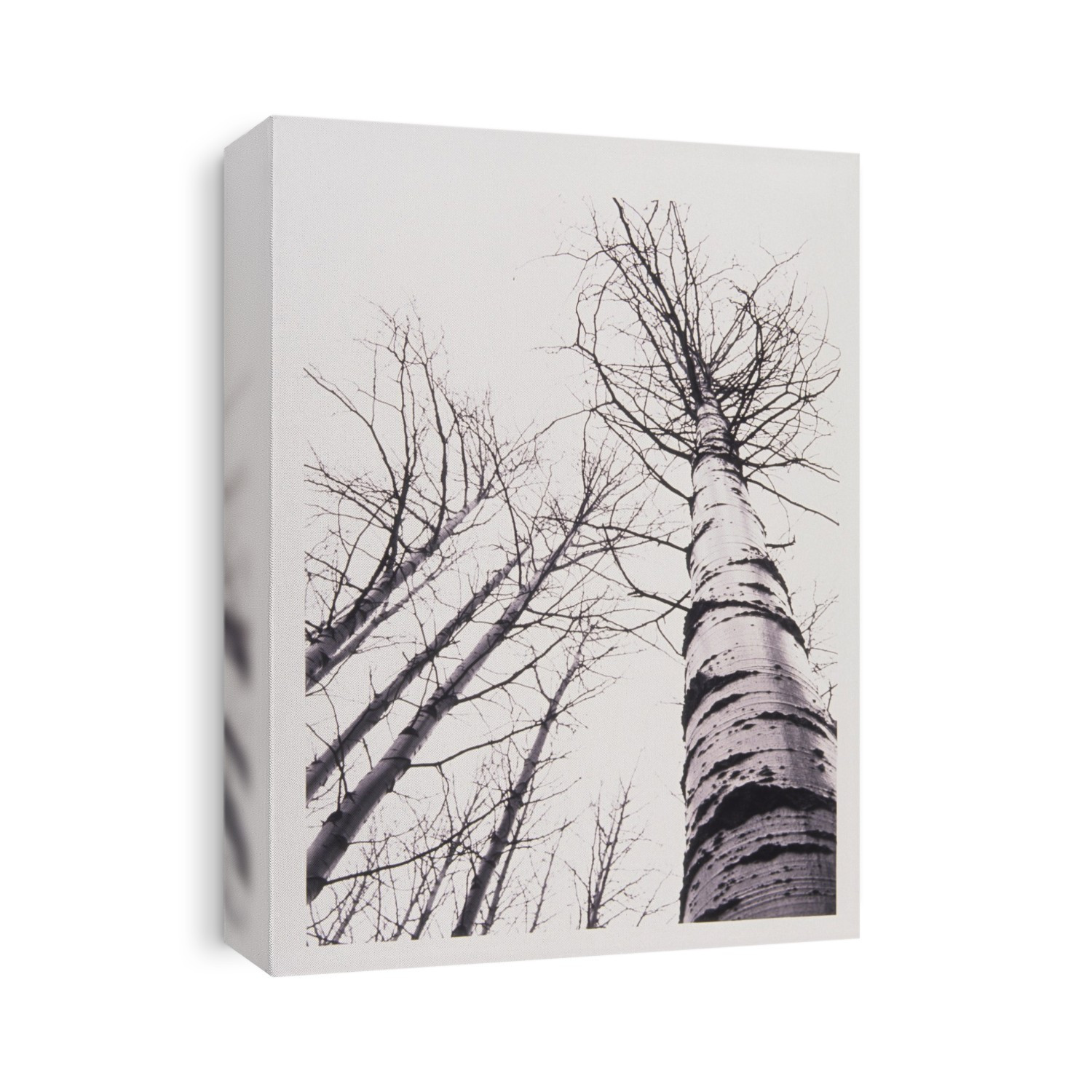 Stand Of Poplar Trees Next To The Highway 1, Banff National Park, Alberta, B.C.
