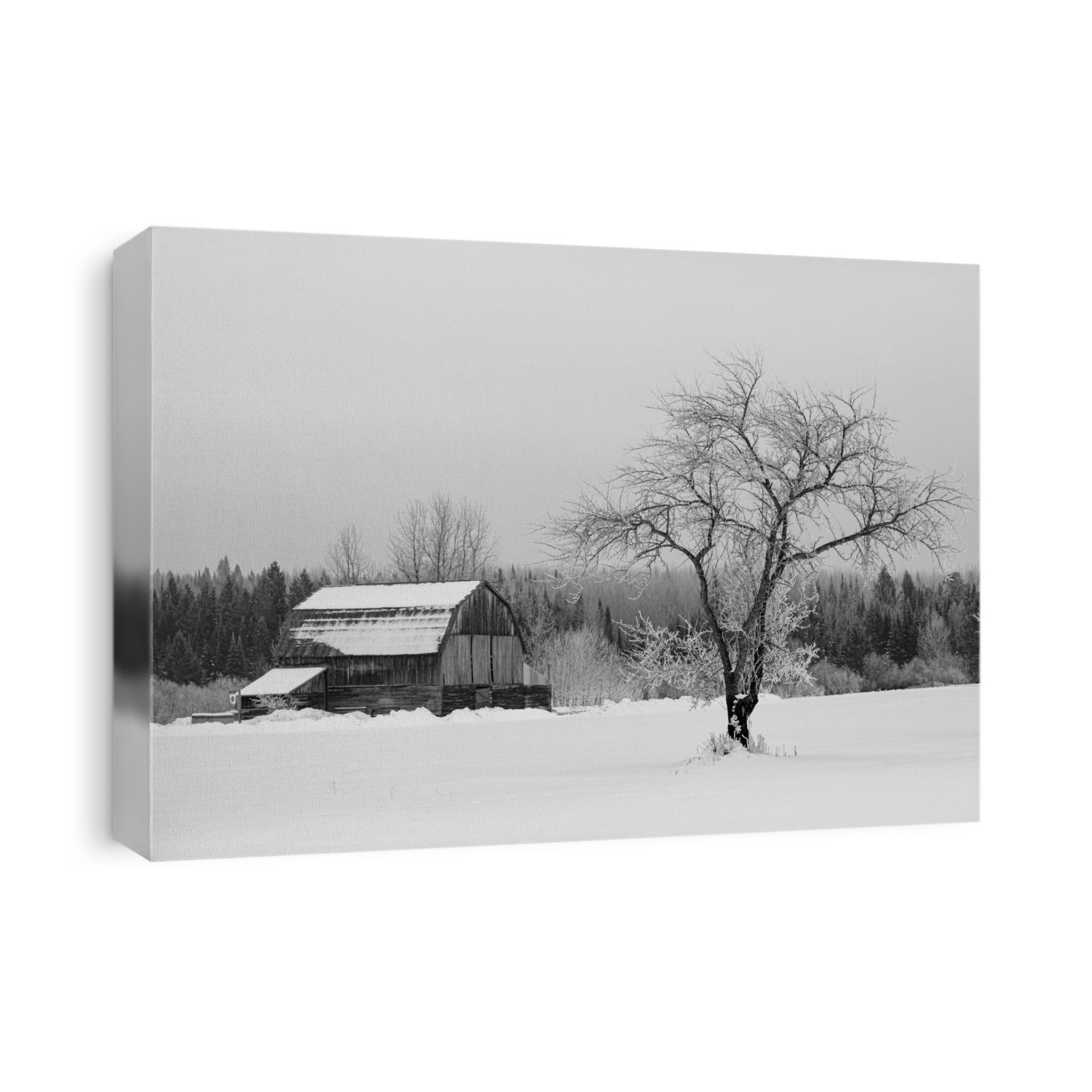 Barn with tree in winter; Thunder Bay, Ontario, Canada