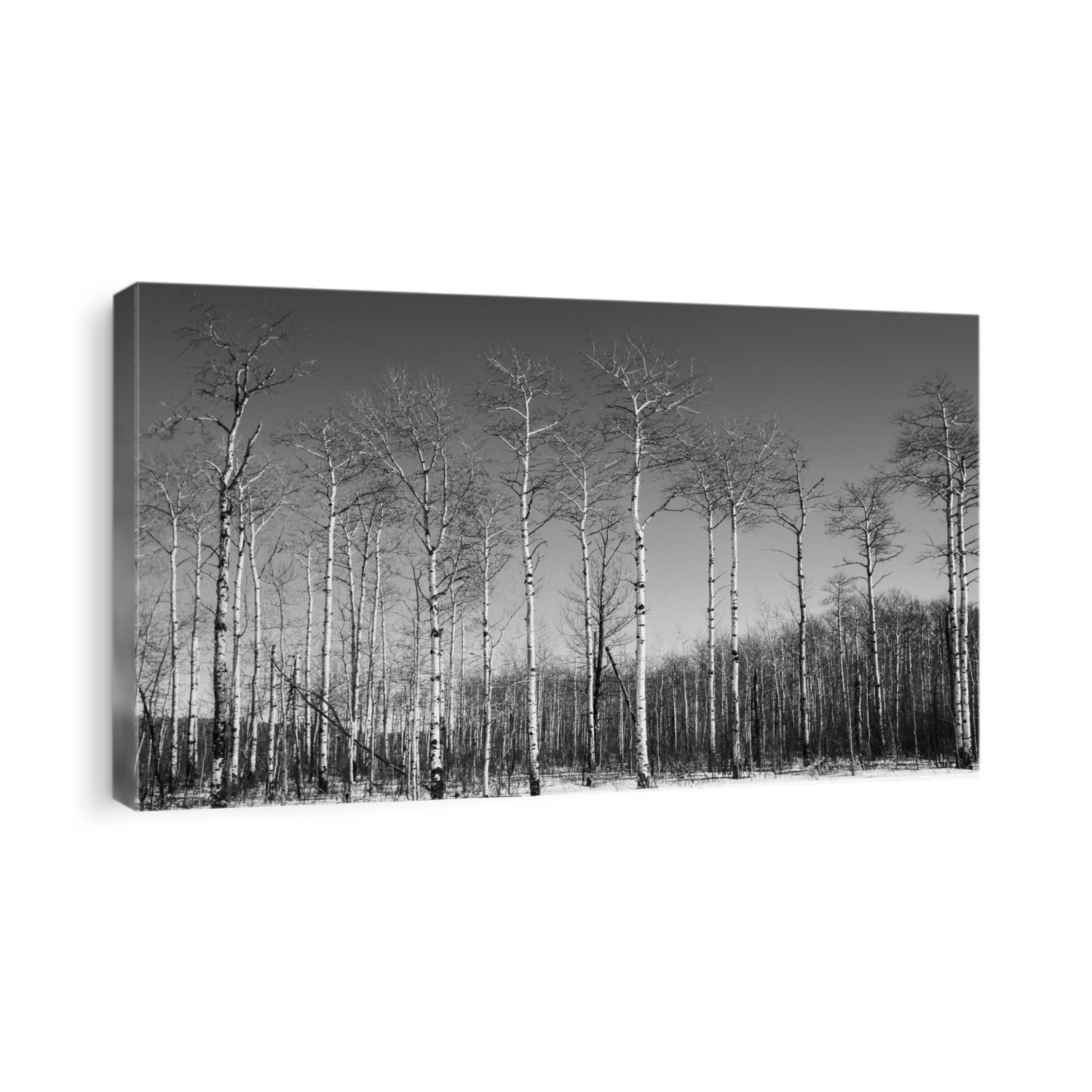 Black and white image of leafless trees and clear sky in winter; Thunder Bay, Ontario, Canada