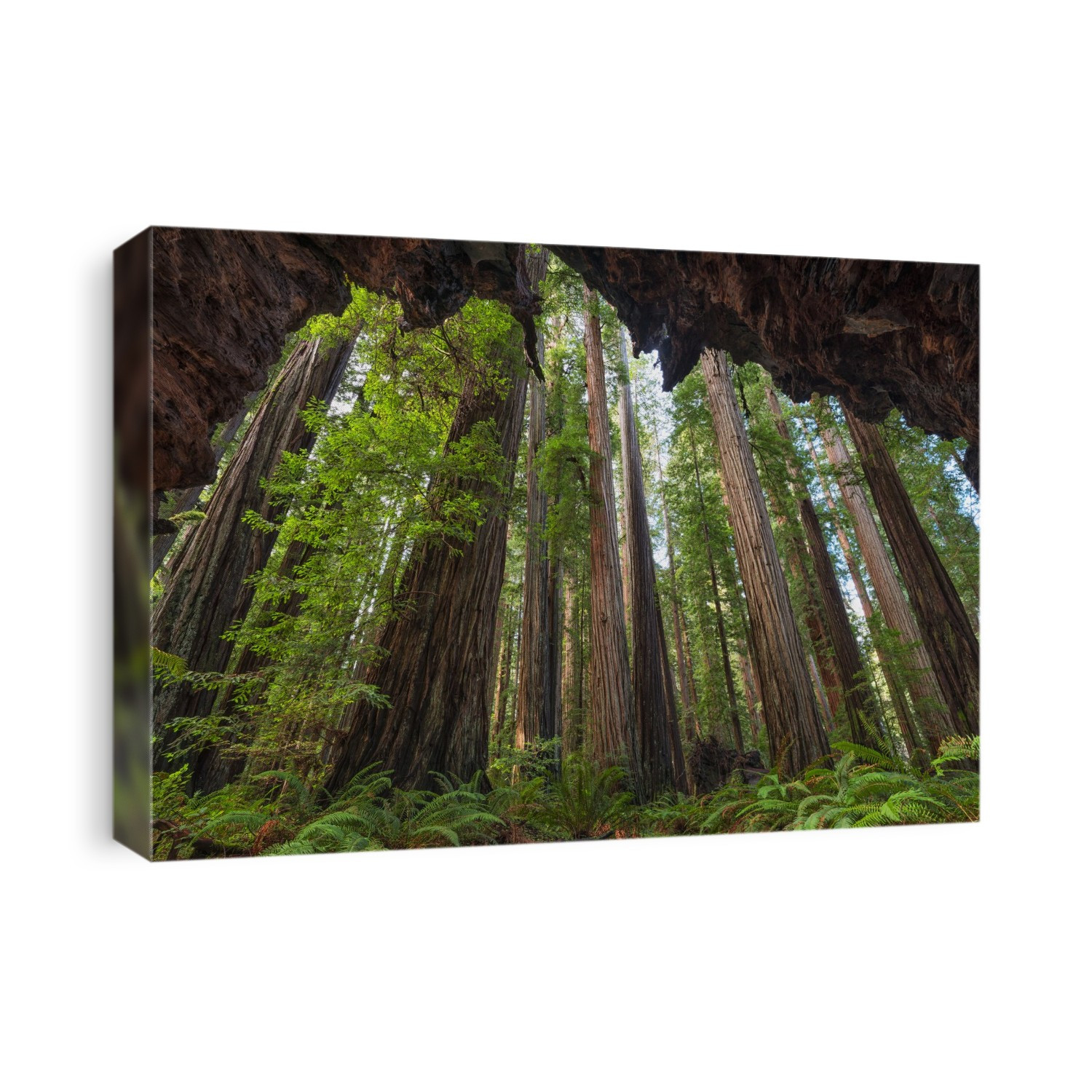The Redwoods of northern California are an amazing place to explore. The trees stretch skyward for what seems an eternity; Klamath, California, United States of America