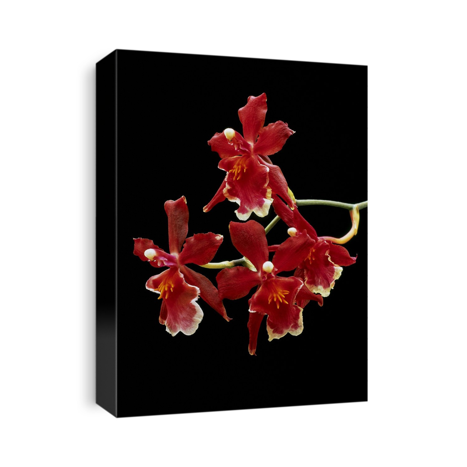 Orchid flowers (Vuylstekeara 'Linda Isler').