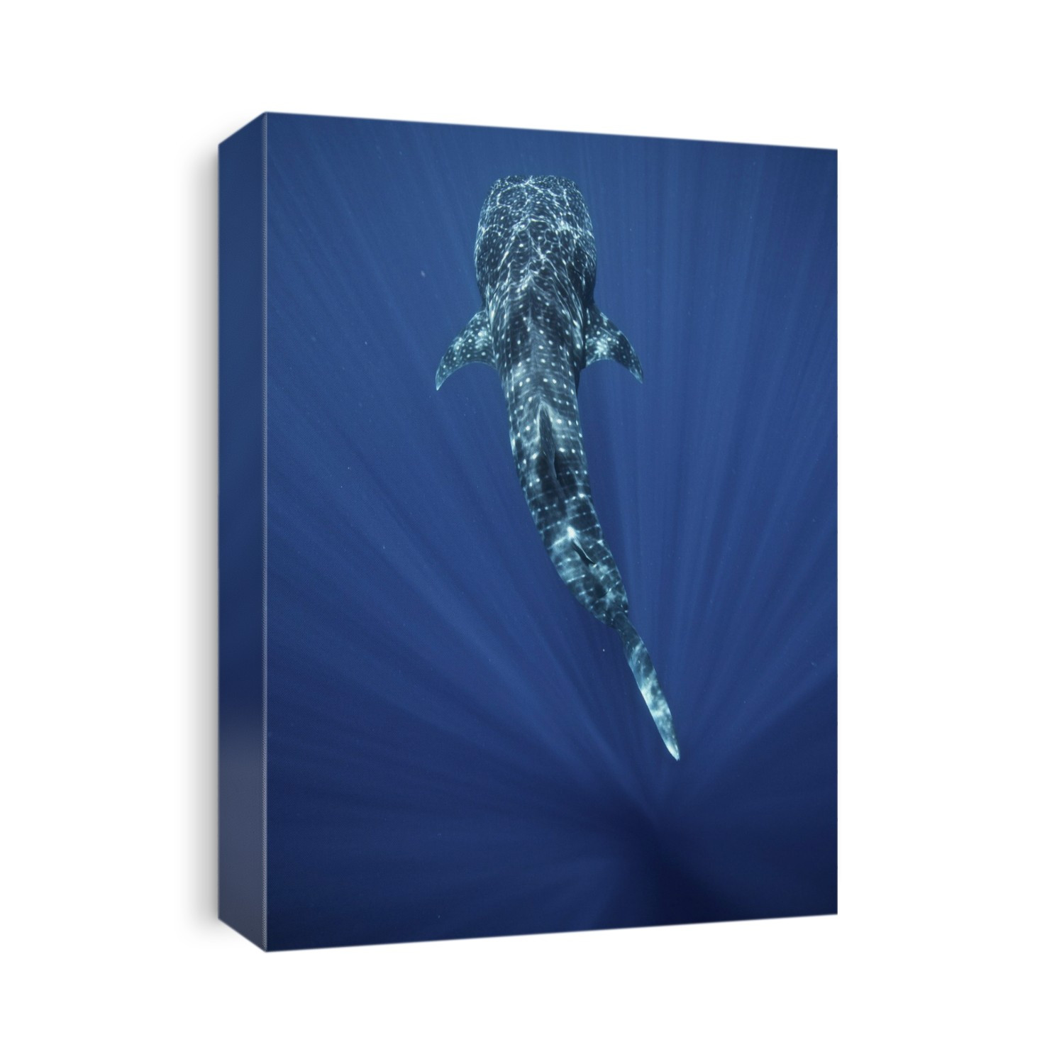 A whale shark (Rhincodon typus) swimming in the deep blue waters of Sogod bay, Southern Leyte, Philippines. The sharks gather here from December till May as the bay fills with plankton. Whale sharks are a major tourist attraction in the Philippines.