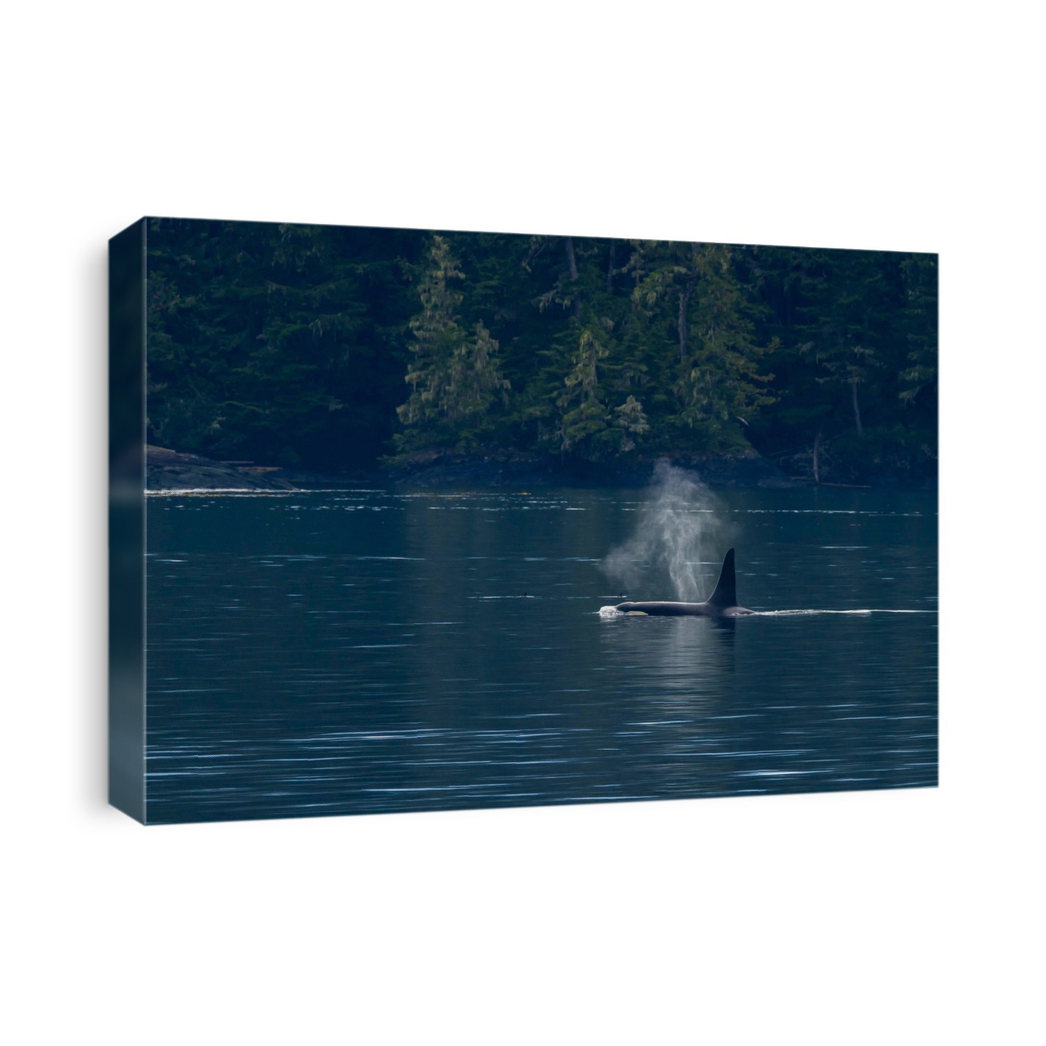 A killer whales, Orcinus orca, swimming on the surface.