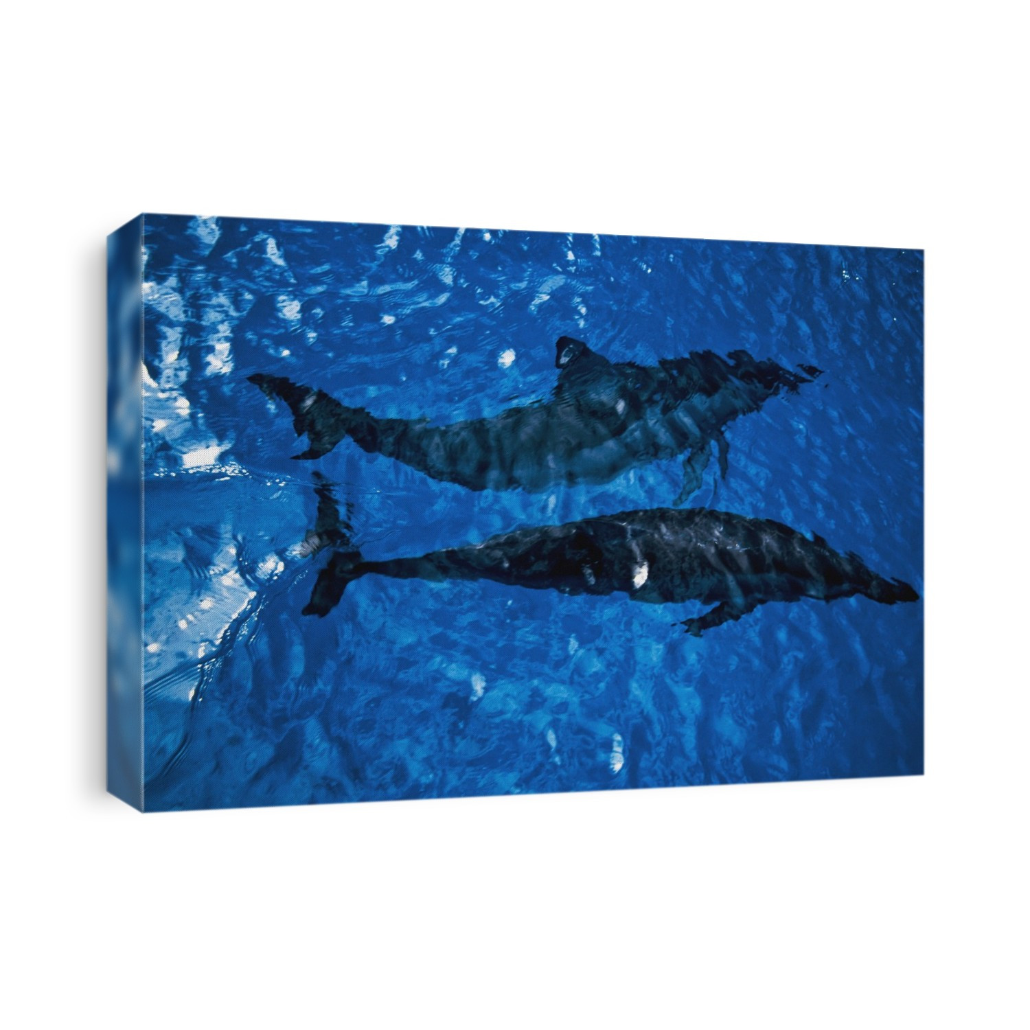 Two Spinner Dolphins In Ocean
