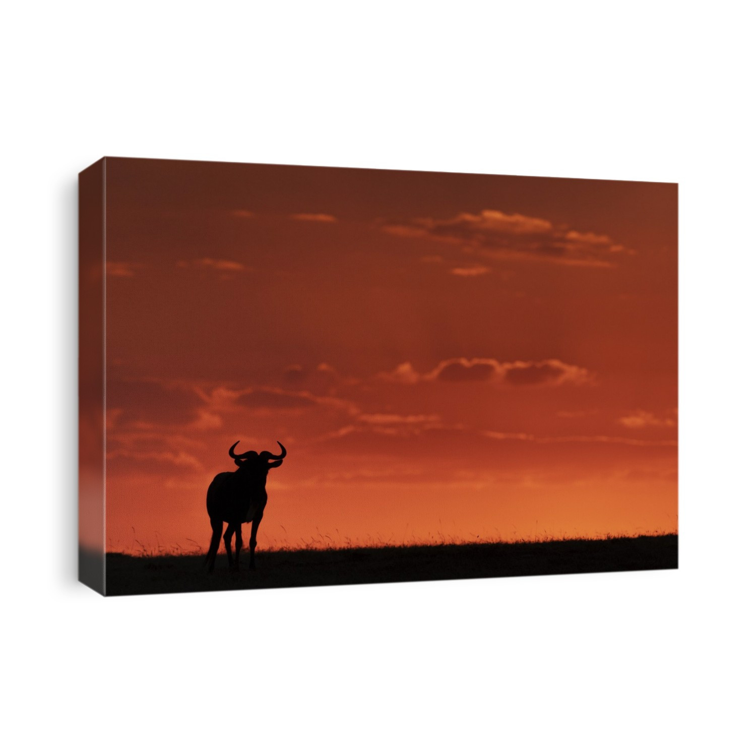 A blue wildebeest (Connochaetes taurinus) on the horizon is silhouetted against an orange sky at sunset. It's horns are visible in outline, and it's standing facing the camera, Maasai Mara National Reserve; Kenya