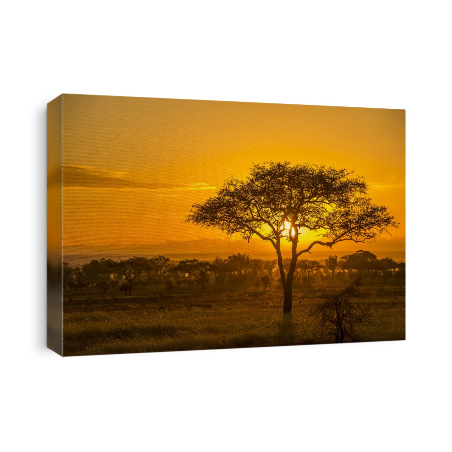 Awesome, golden sunset over the savanna in Serengeti National park; Tanzania, Africa