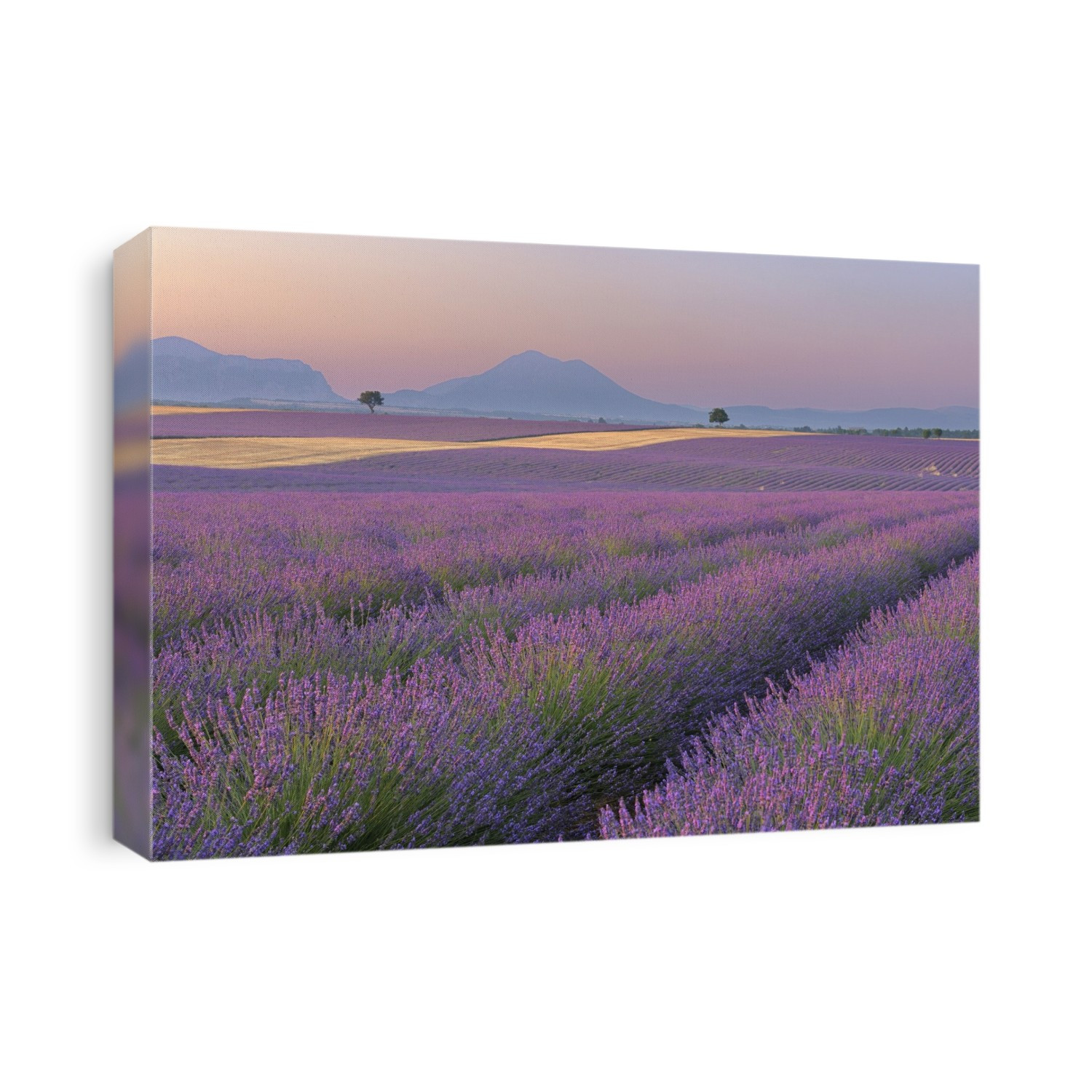 English Lavender Fields, Valensole, Valensole Plateau, Alpes-de-Haute-Provence, Provence-Alpes-Cote d´Azur, Provence, France