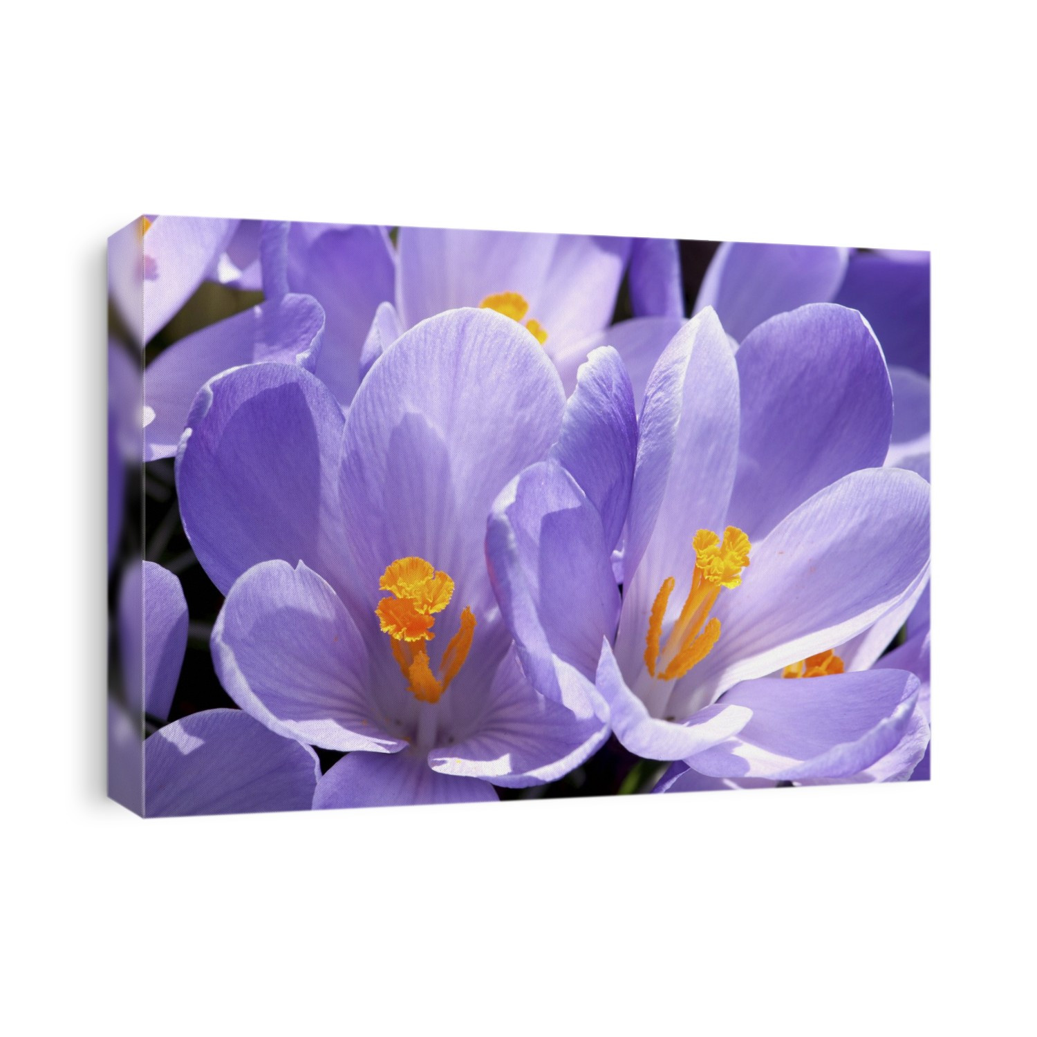 Close up of purple crocus flowers with orange pistil and stamens.; Arlington, Massachusetts.