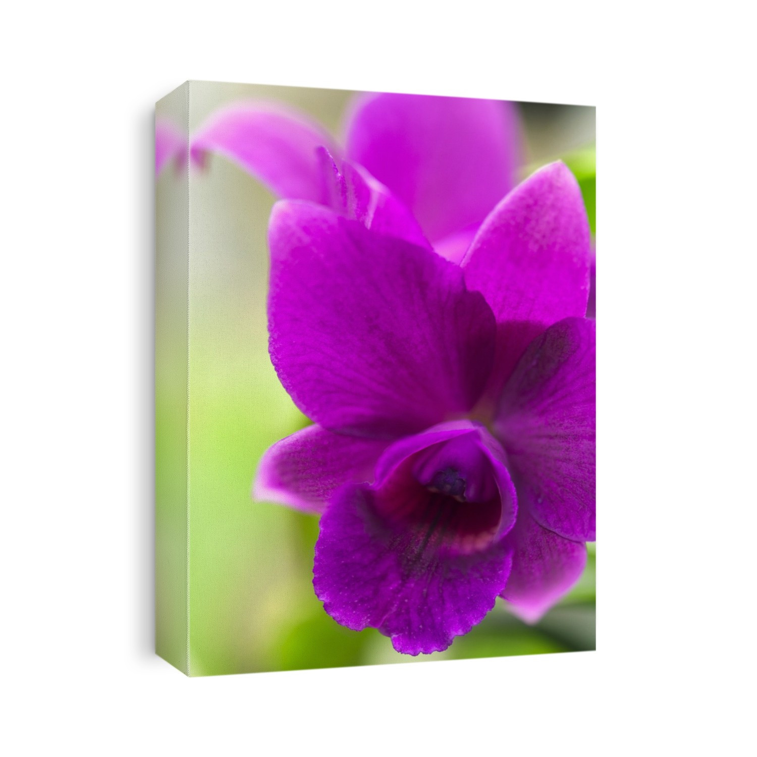 Orchid (Laeliocattleya Mini Purple 'Tamami') flower.