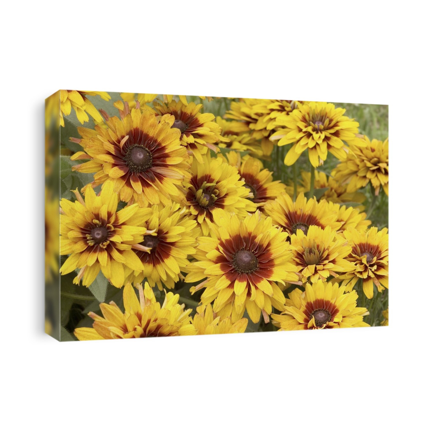 Rudbeckia flowers (Rudbeckia 'Cherokee Sunset').