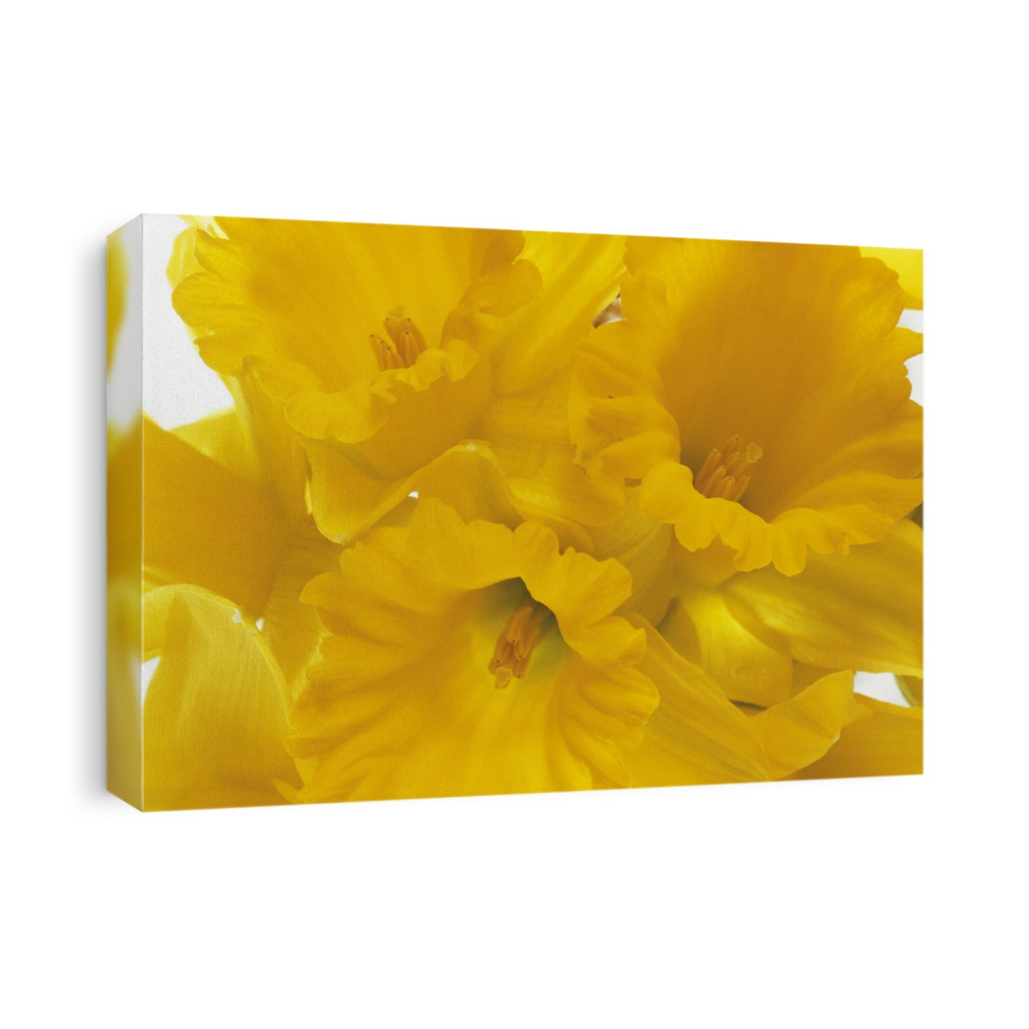 Daffodil flowers (Narcissus sp.).