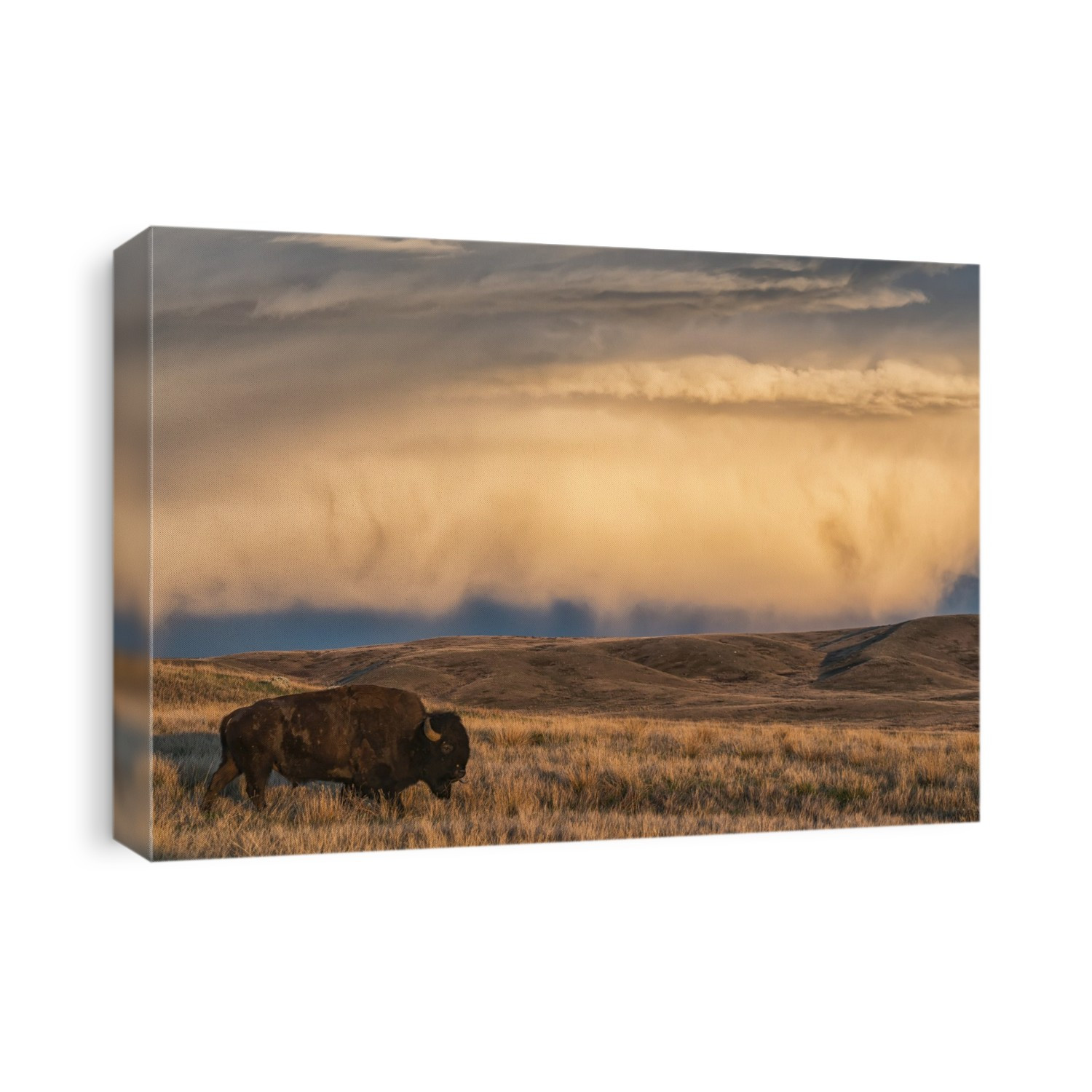 Bison (bison bison) grazing at sunset, Grasslands National Park; Saskatchewan, Canada