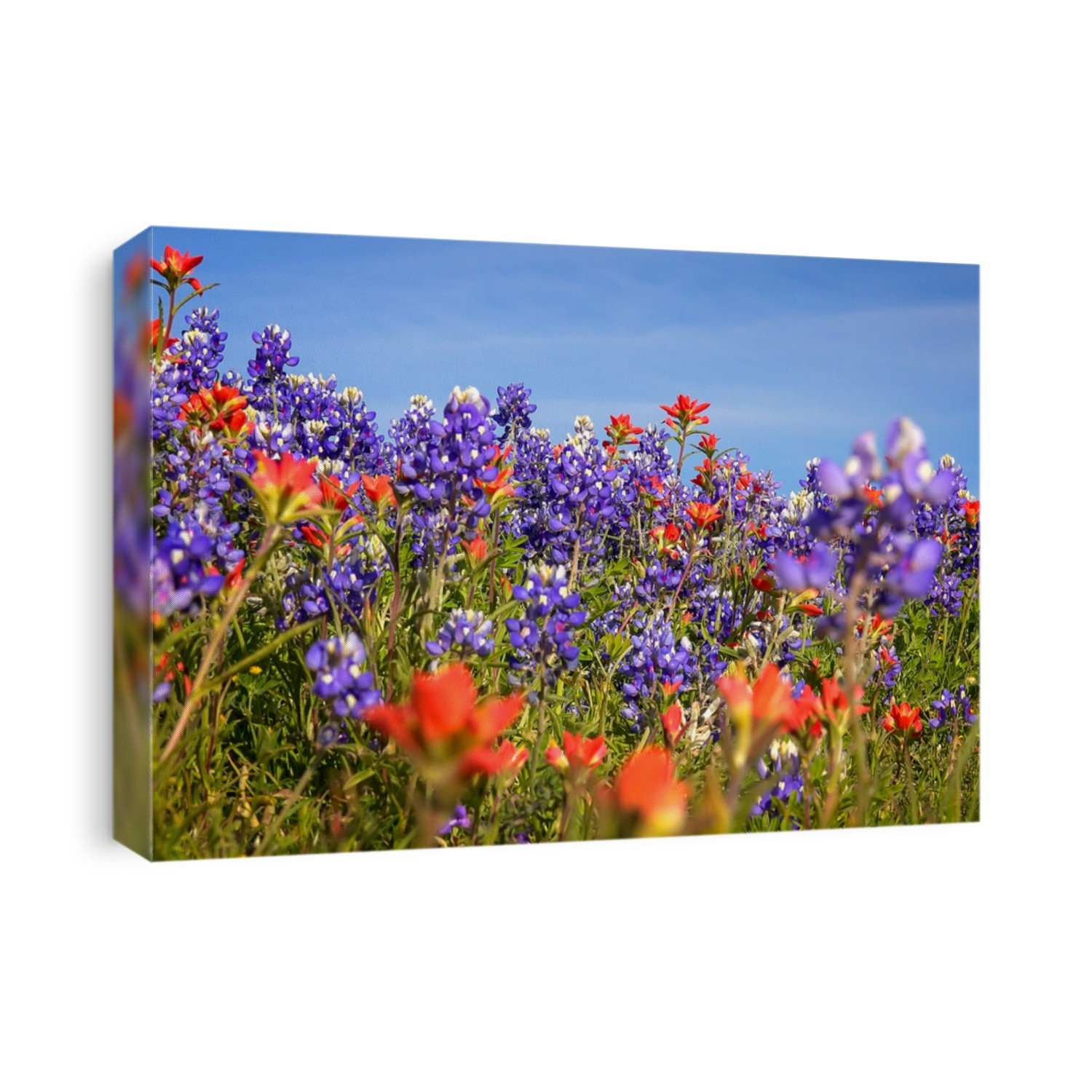 Wildflowers blooming in Texas Hill Country include Bluebonnets and Indian Paintbrush