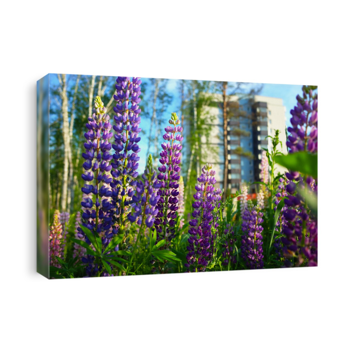 Blooming violet and pink lupine flowers in meadow with multi-storey building blurred on background, Russia, Siberia
