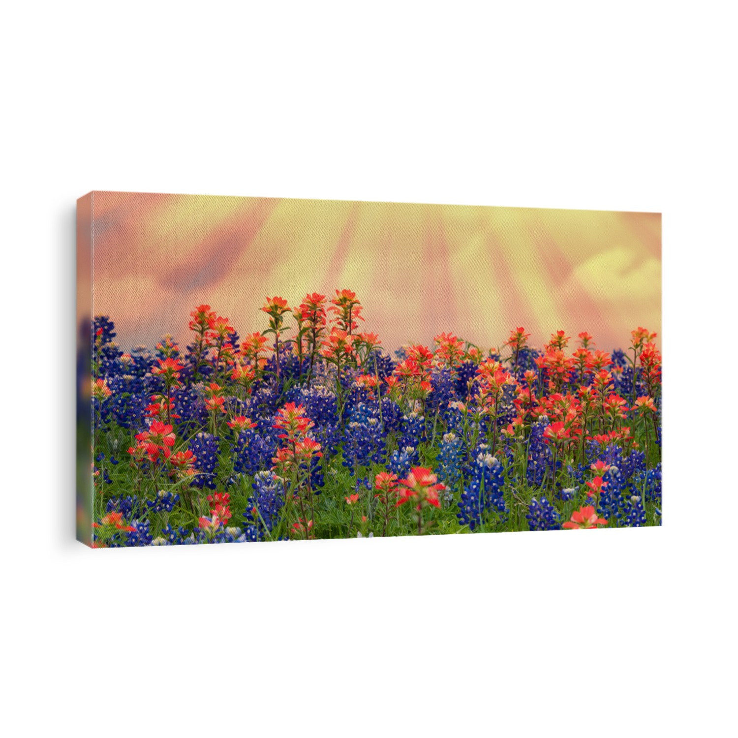 Texas bluebonnets and Indian Paintbrush wildflowers blooming on the meadow in spring. Beautiful setting sun sky background.