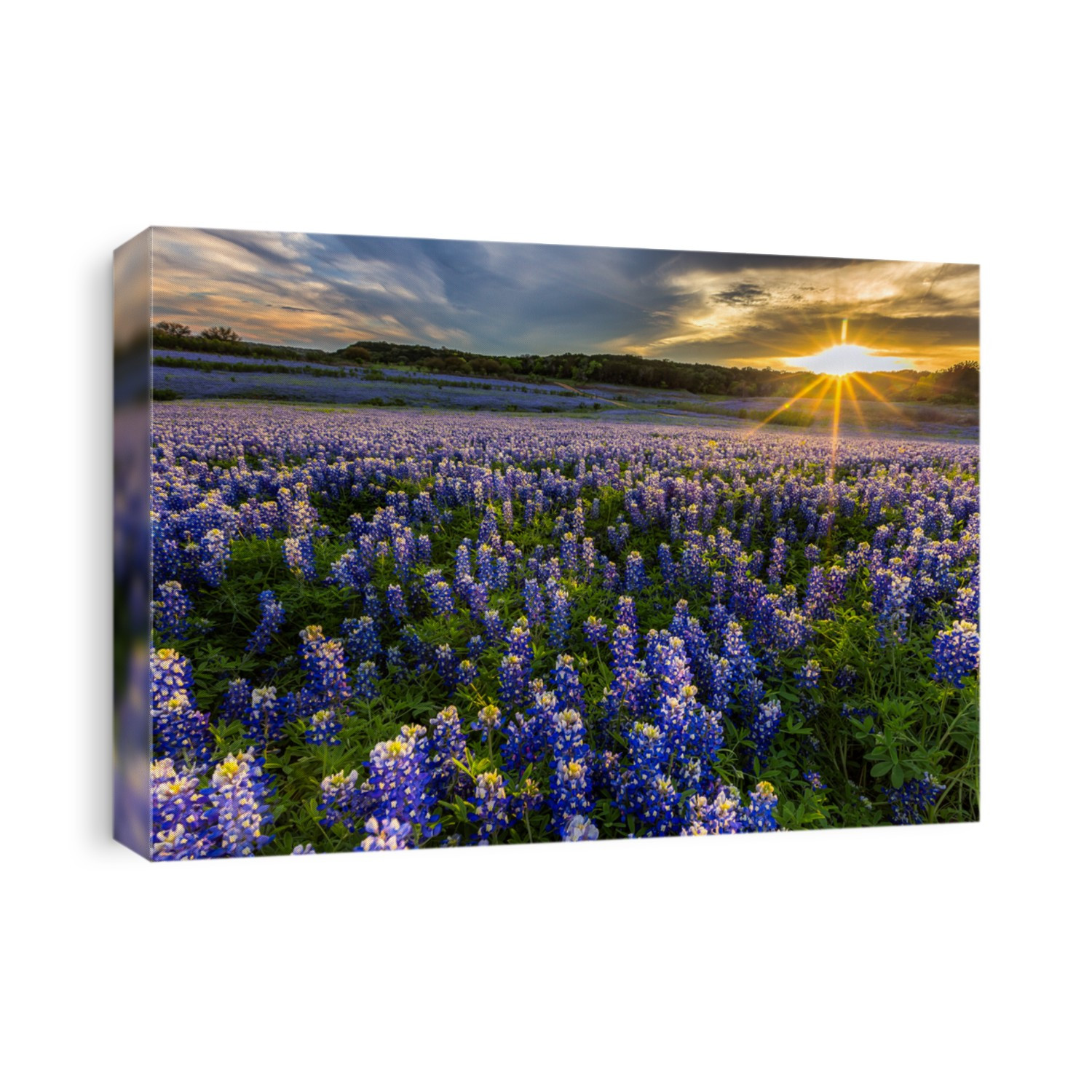 Texas bluebonnet field in sunset at Muleshoe Bend Recreation Area