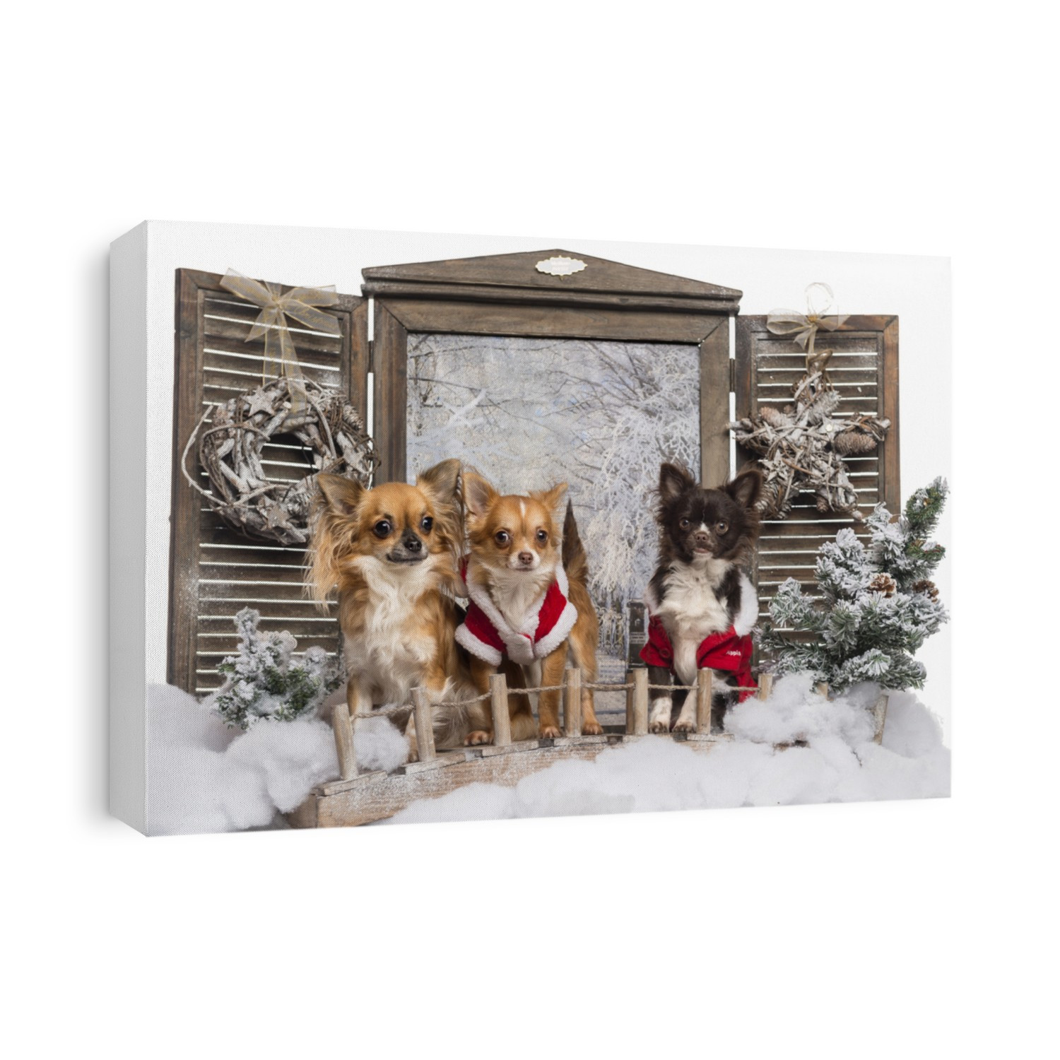 Three dressed-up Chihuahuas on a bridge, in a winter scenery