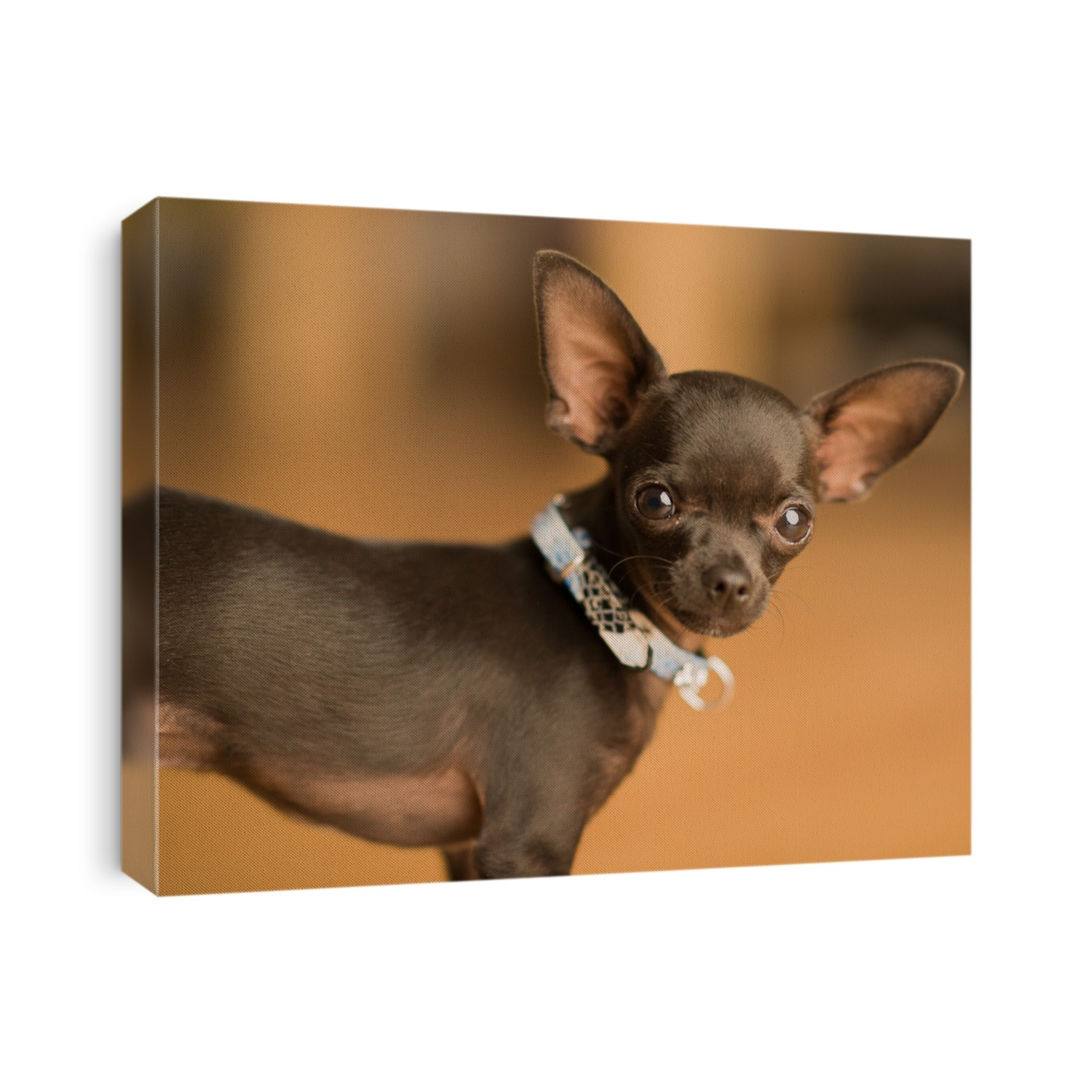 Cute black chihuahua dog