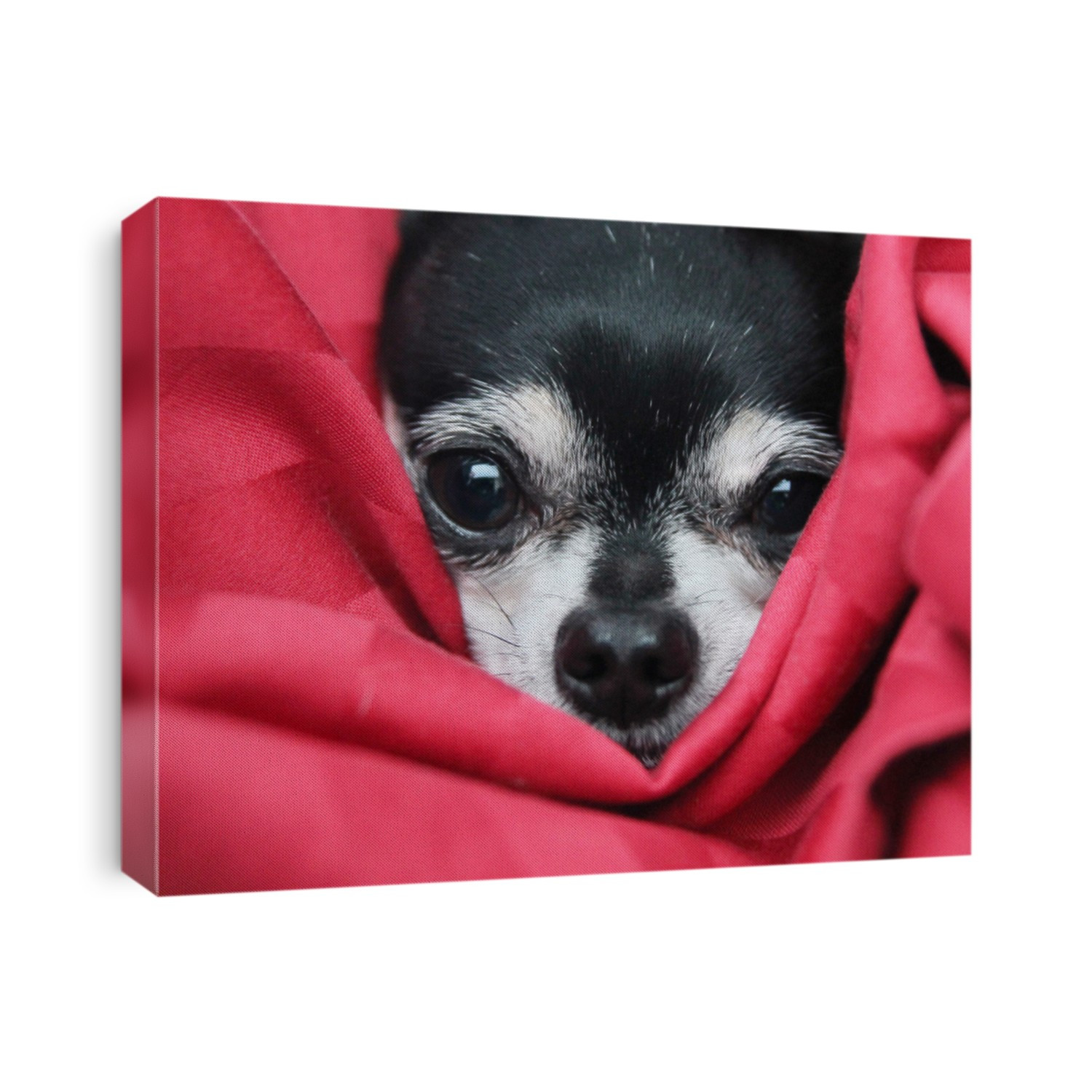 a cute  chihuahua in  a blanket looking at the camera