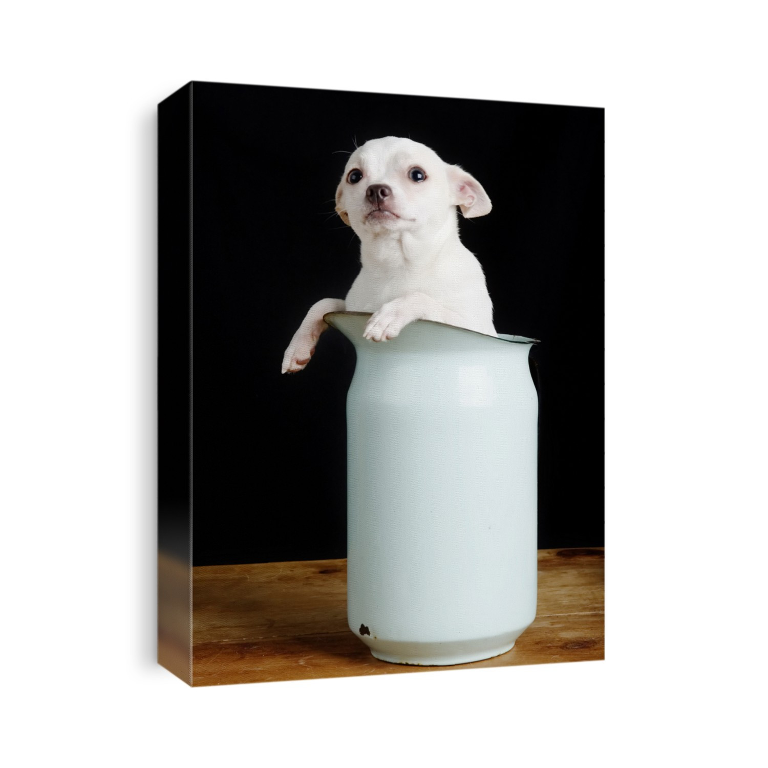 A chihuahua with a questioning look in it's face.