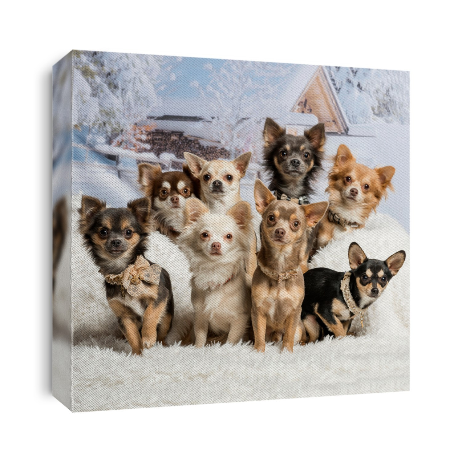 Chihuahuas sitting together in winter scene, portrait