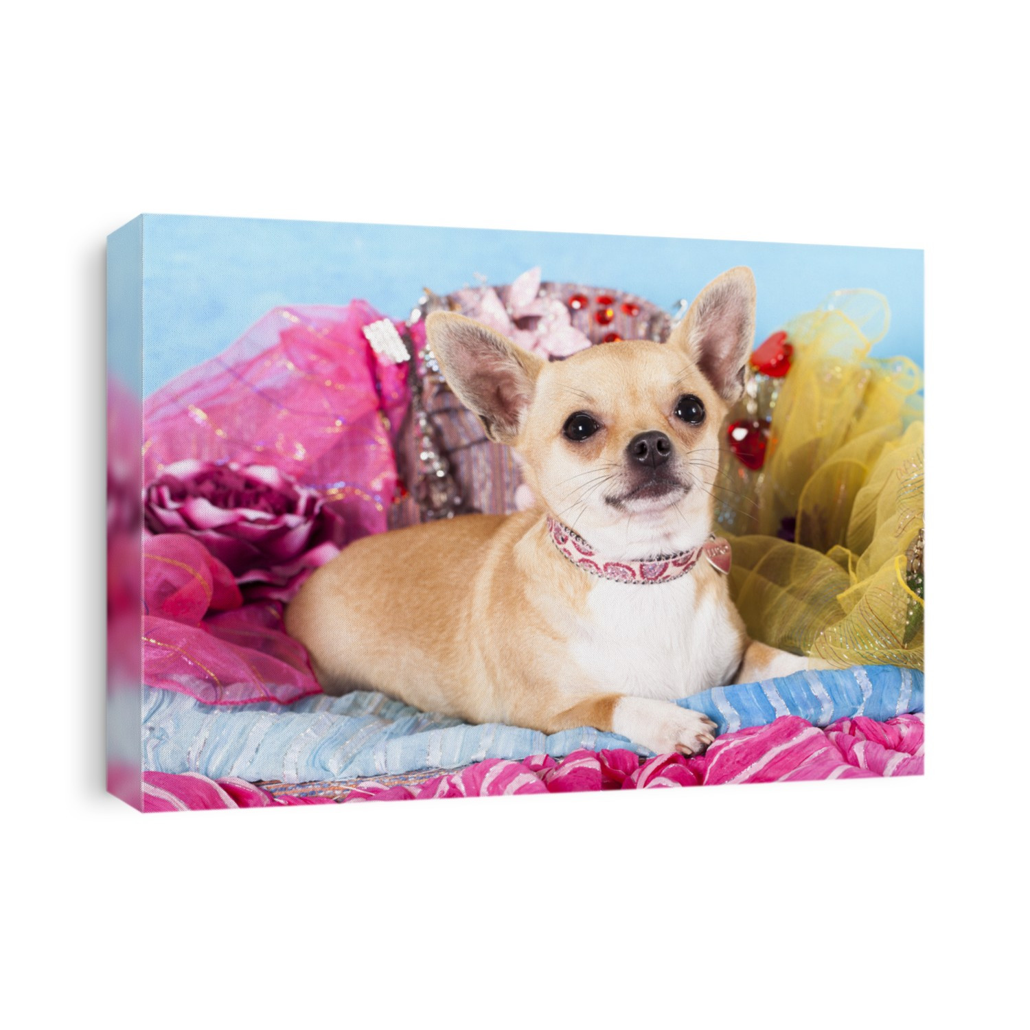 chihuahua