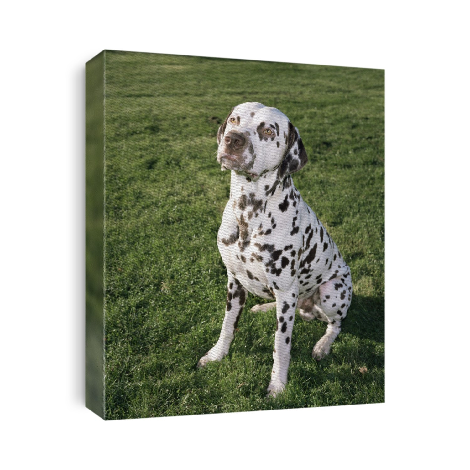 Dalmation dog.