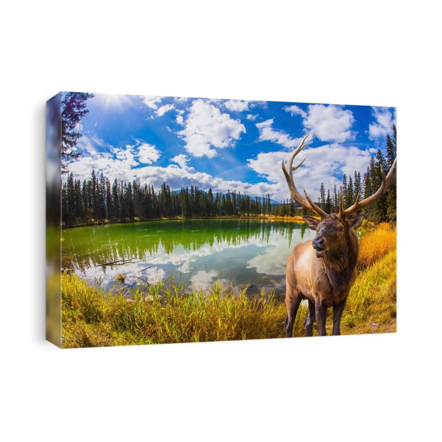 Noble branched deer grazing in the tall grass. Small round lake with cold green water. Jasper Park. The Rocky Mountains of Canada. Coniferous forest  reflected in the water. 