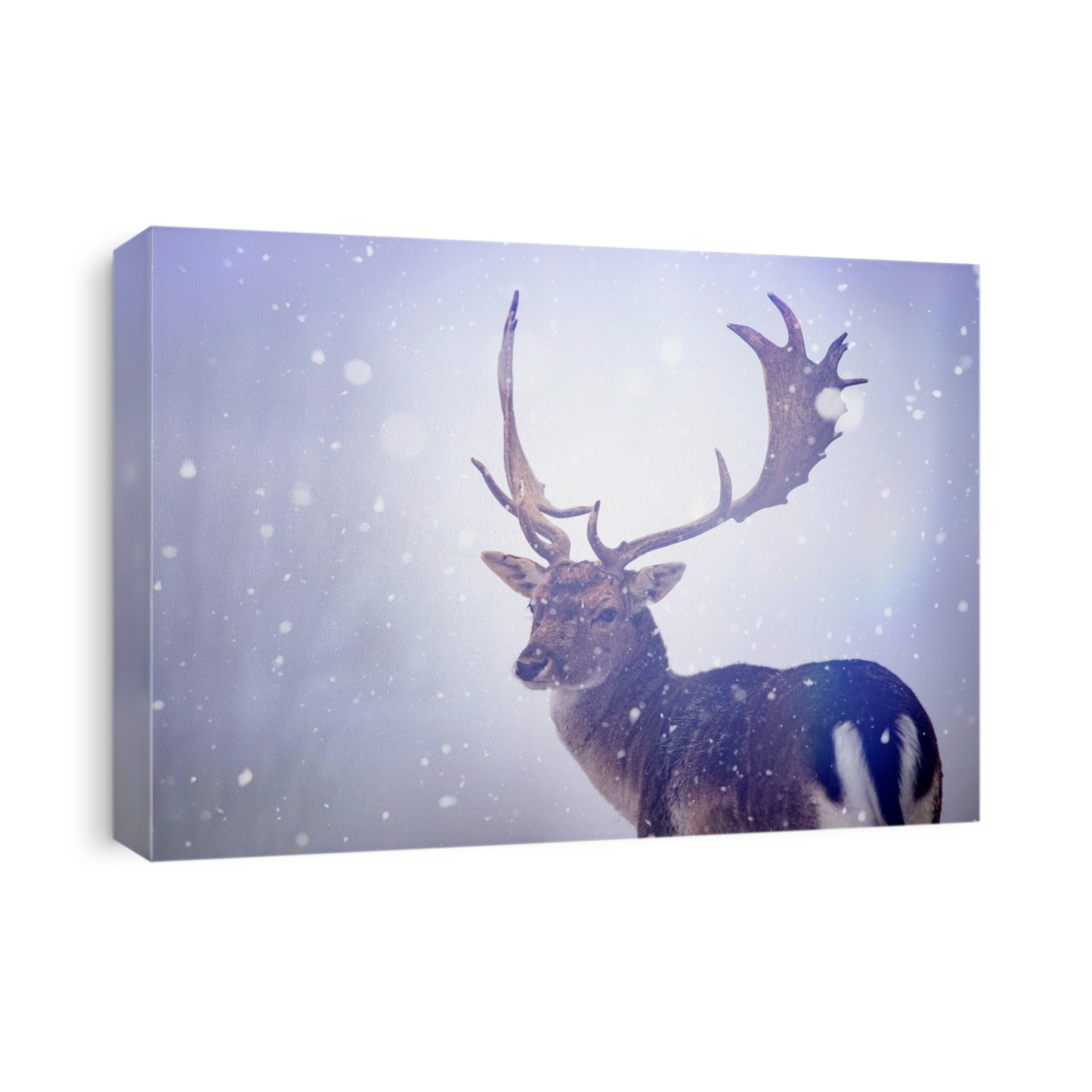 Portrait of a male of red deer in the snowfall