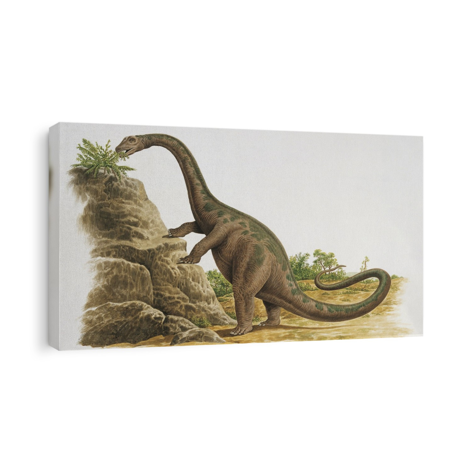Side profile of a cetiosauriscus eating plants.