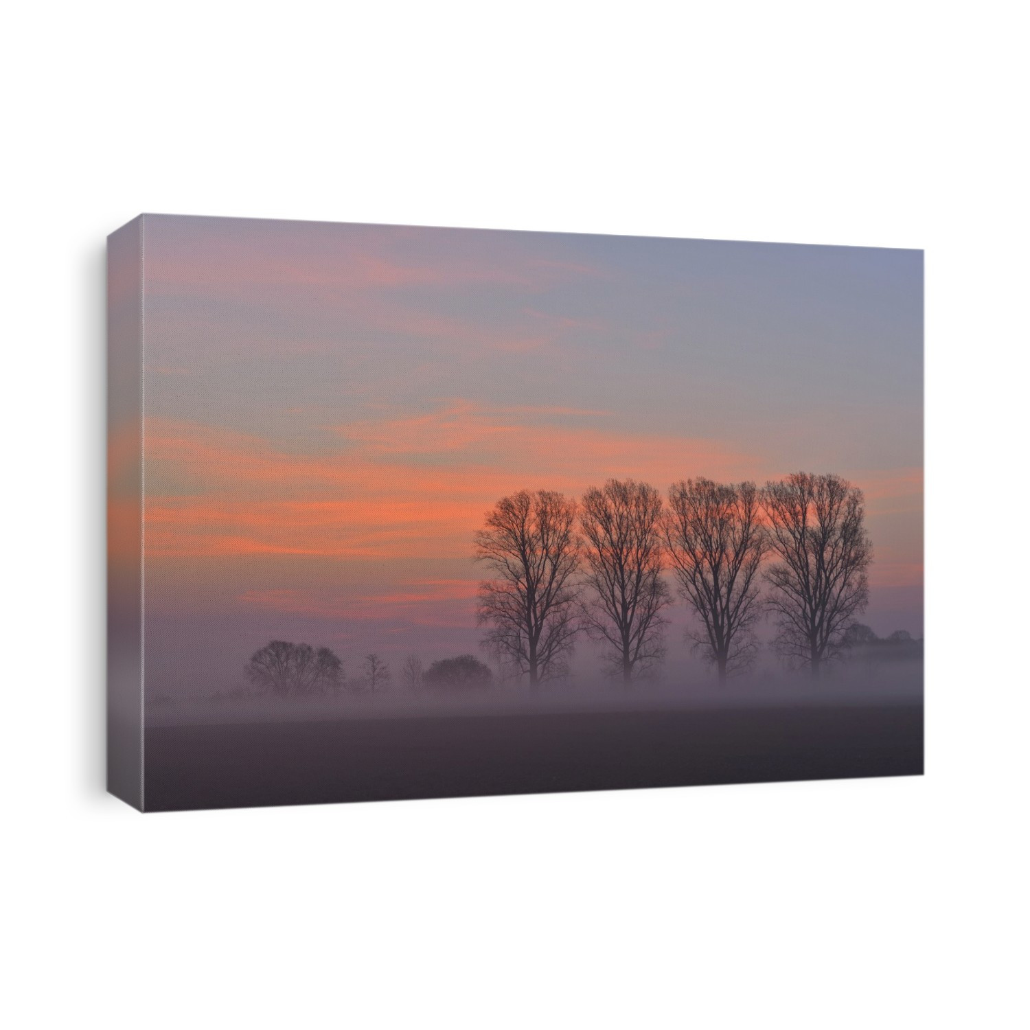 Cottonwood Tree Row at Sunrise, Harpertshausen, Dieburg, Darmstadt-Dieburg-District, Hesse, Germany