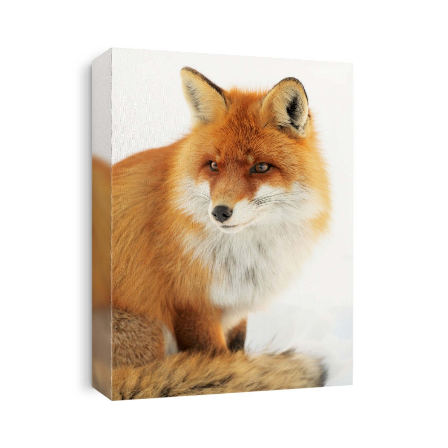 Adult fox