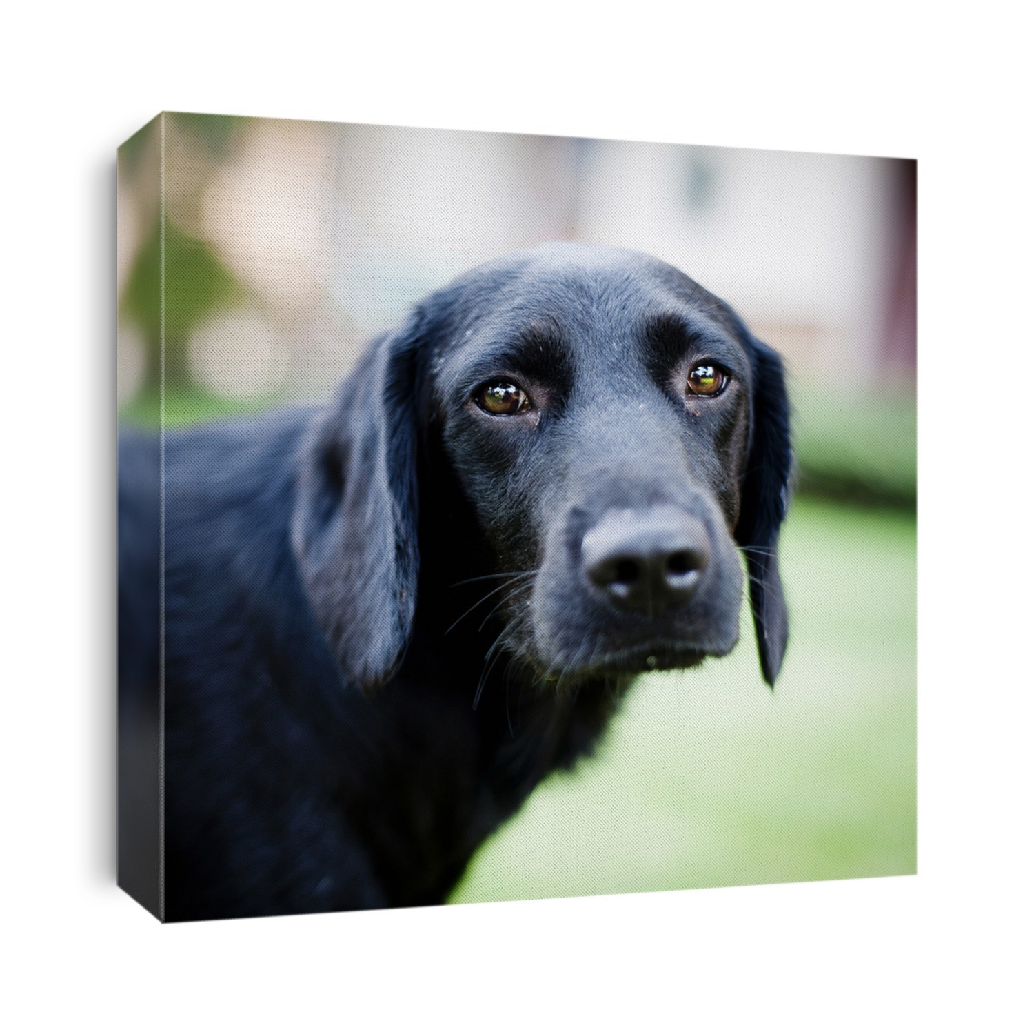 Cute dog sad dog