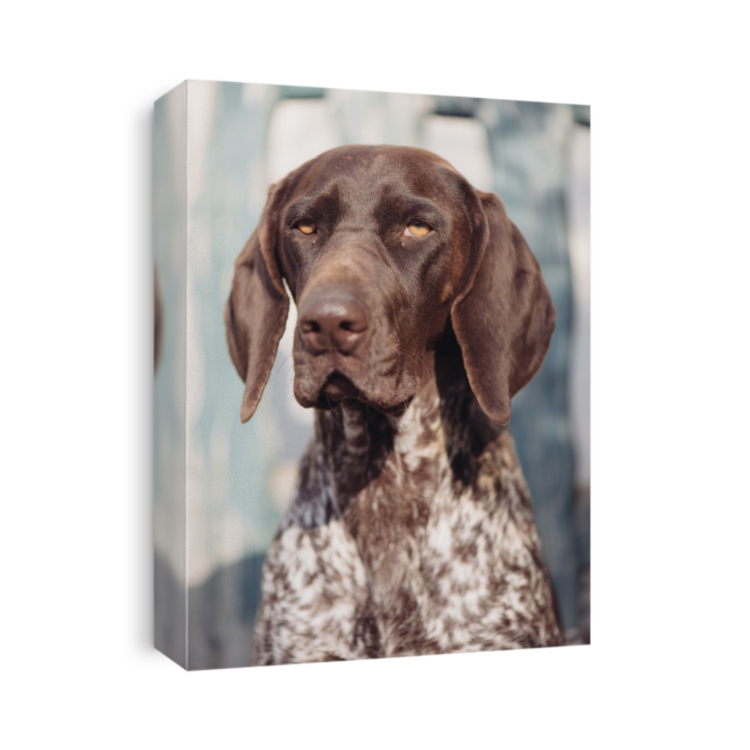Dog portrait. German pointer dog in garden.