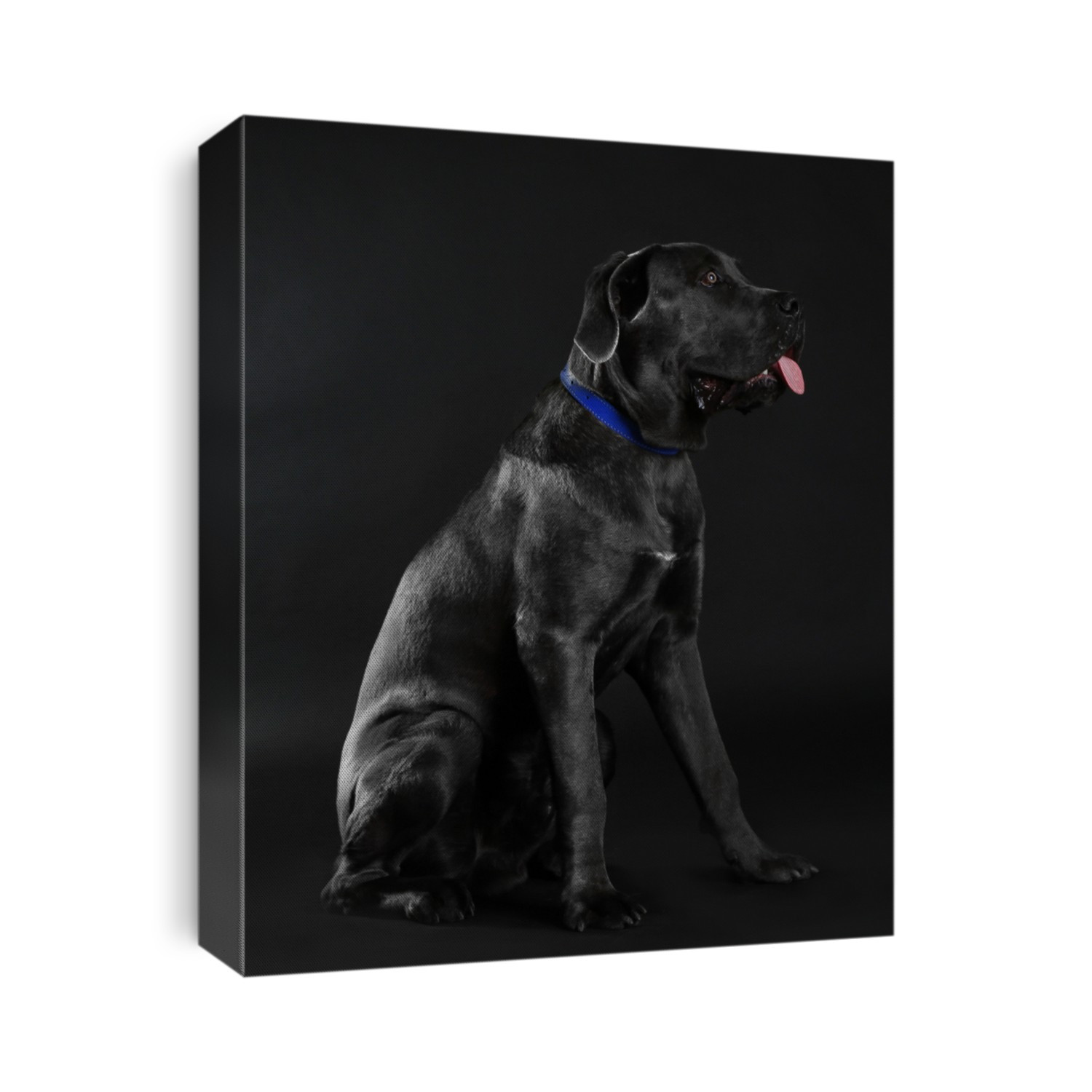 Cane corso italiano dog on black background