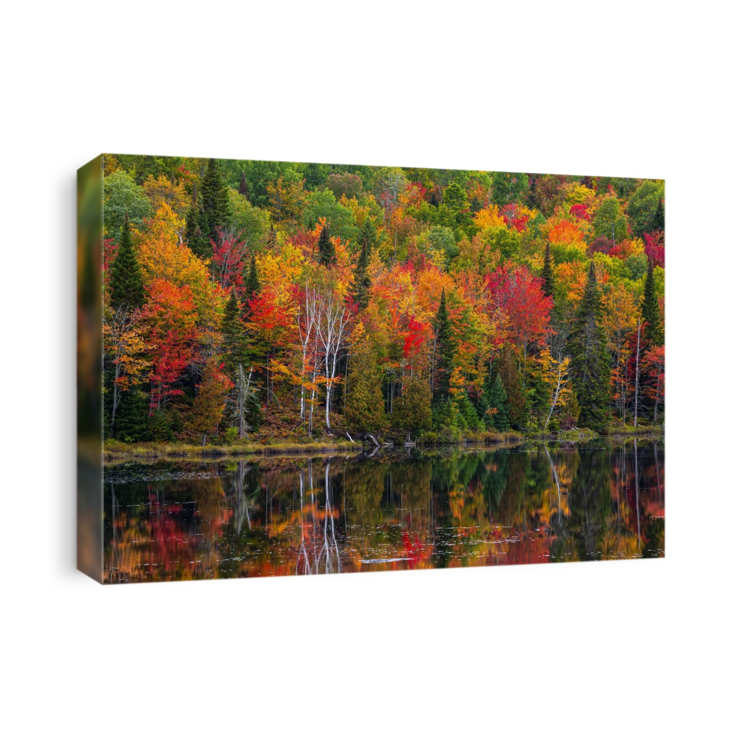 Vibrant autumn coloured foliage in a forest along a tranquil lake reflecting the colours; Lac Labelle Region, Quebec, Canada